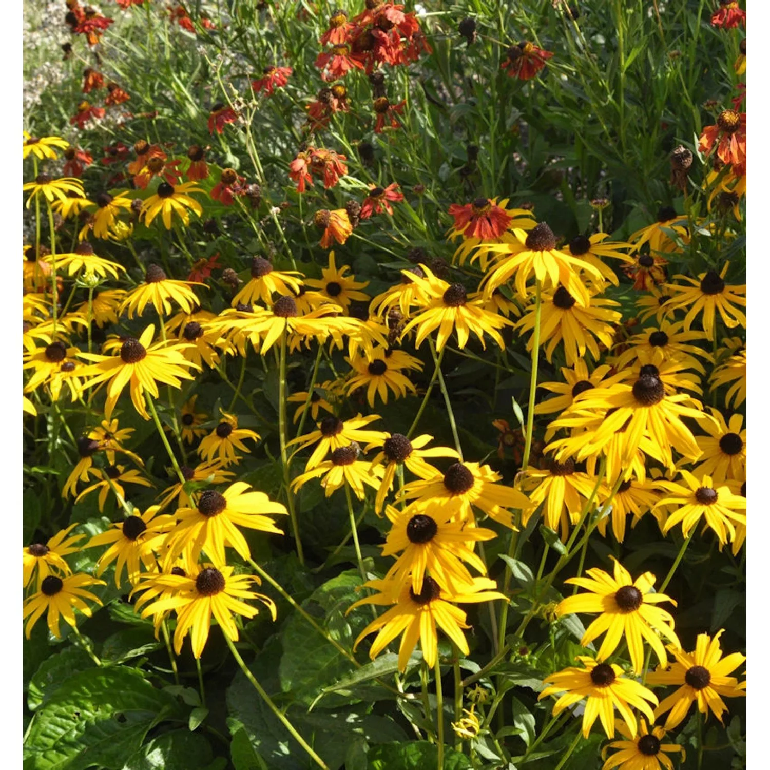 Sonnenhut Early Bird Gold - Rudbeckia fulgida günstig online kaufen