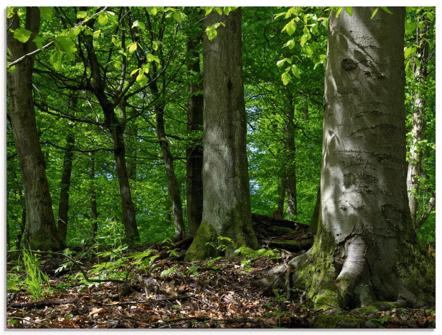 Artland Glasbild "Frühling im Buchenwald", Wald, (1 St.), in verschiedenen günstig online kaufen