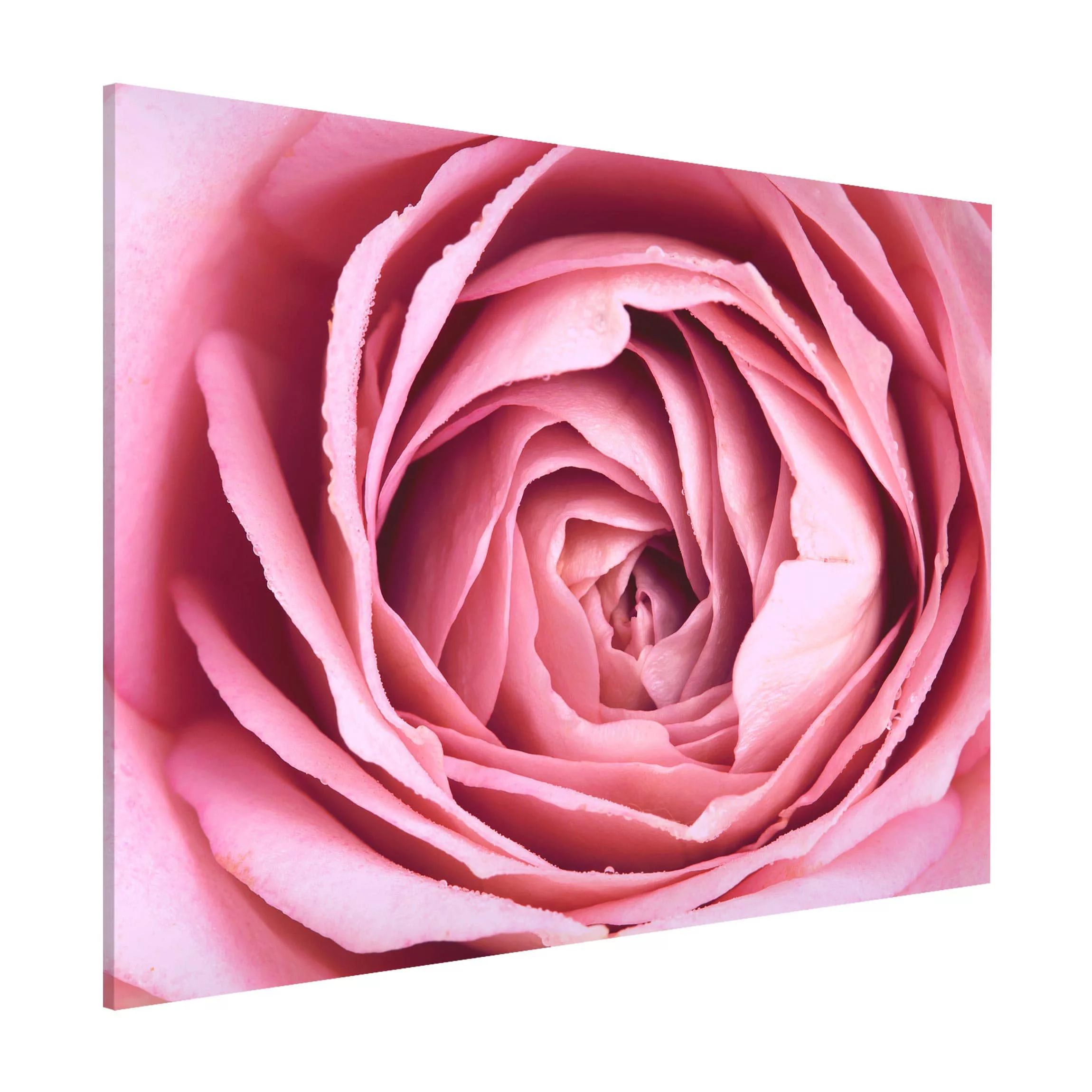 Magnettafel Blumen - Querformat 4:3 Rosa Rosenblüte günstig online kaufen
