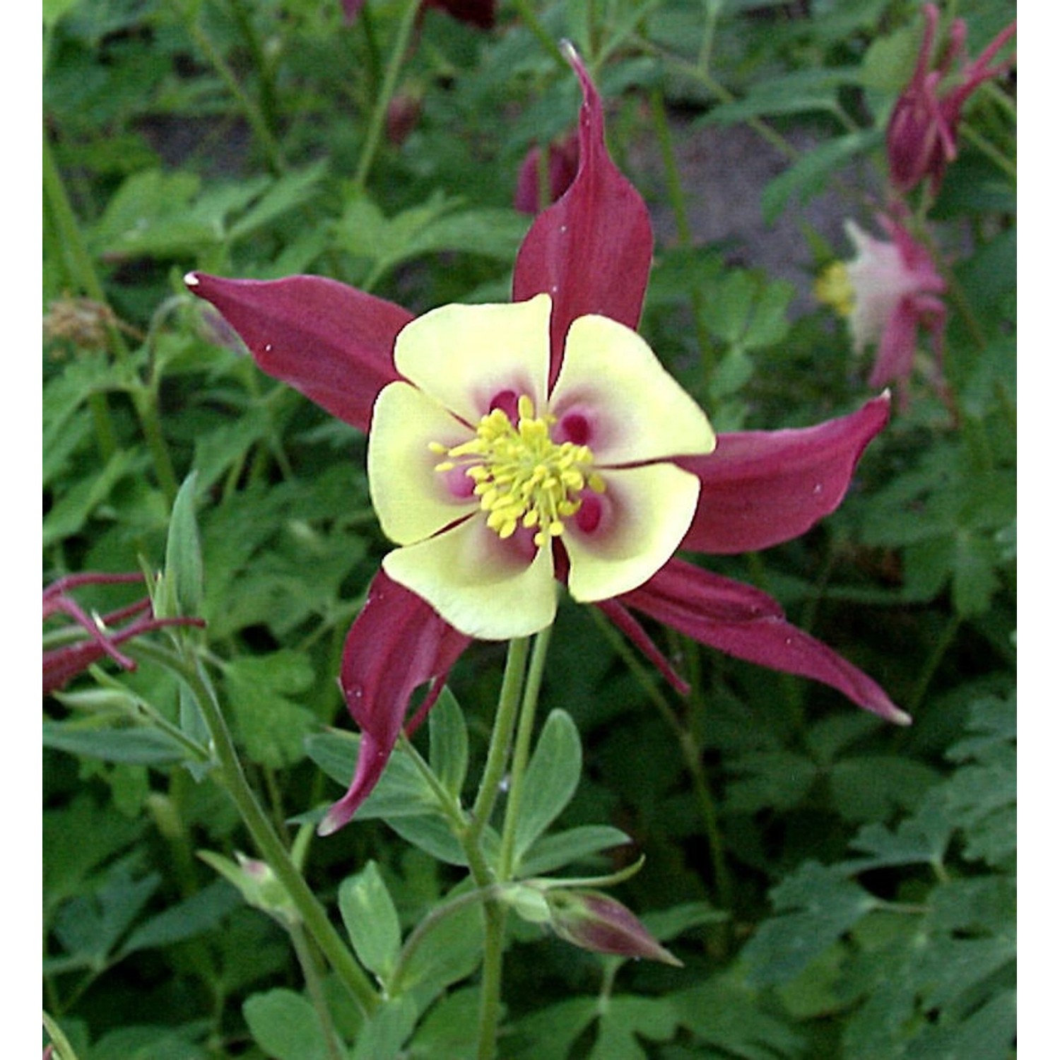 Akelei Koralle - Aquilegia caerulea günstig online kaufen