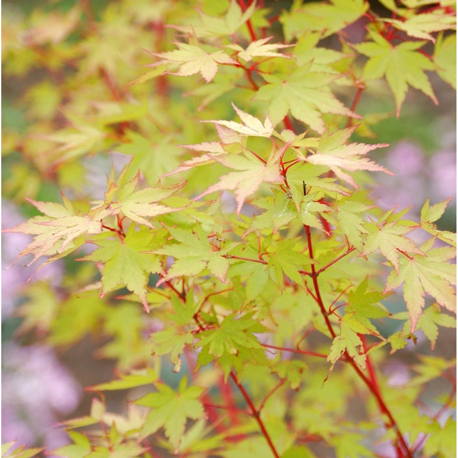 Japanischer Ahorn Sango Kaku 125-150cm - Acer palmatum günstig online kaufen