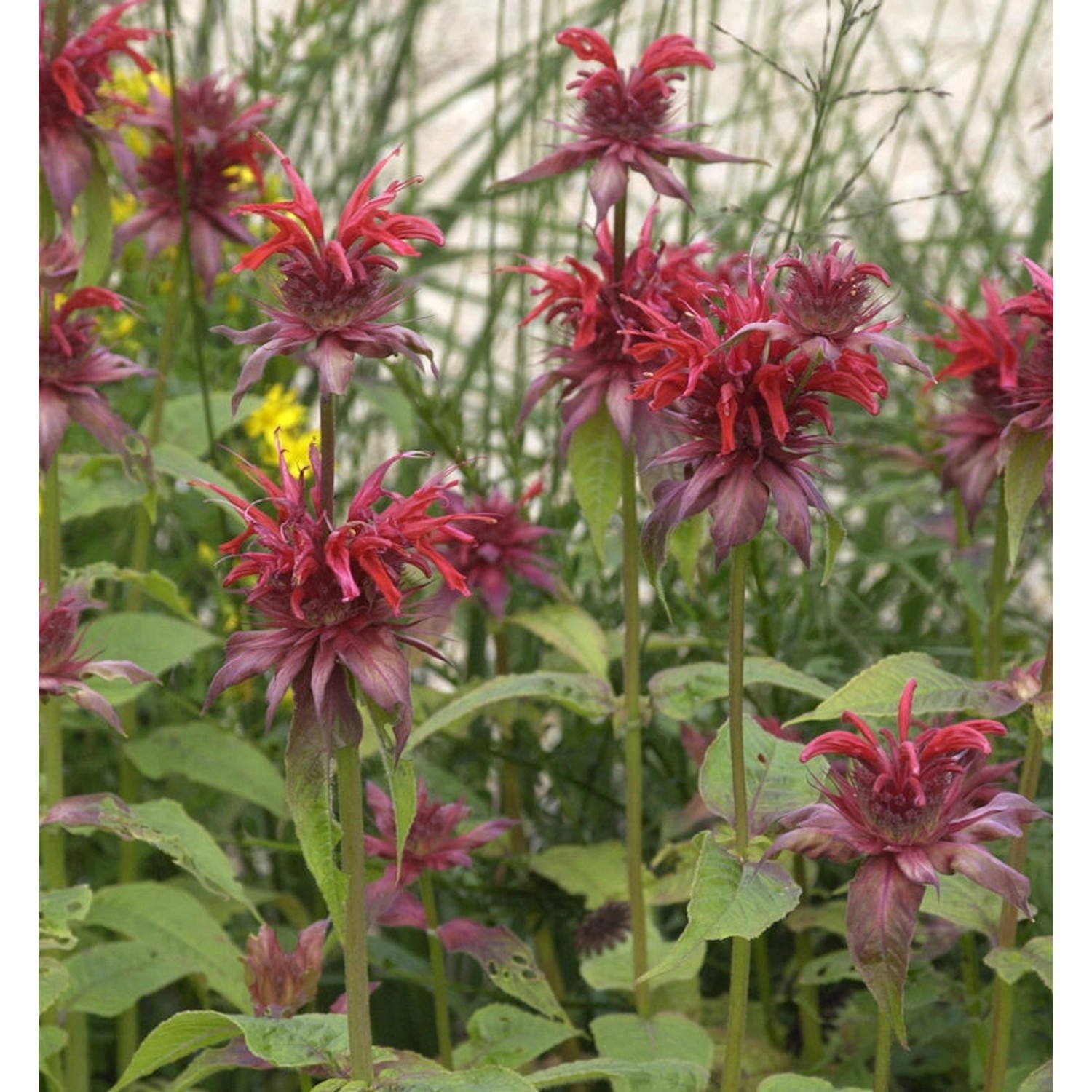 Indianernessel Cambridge Scarlet - Monarda fistulosa günstig online kaufen