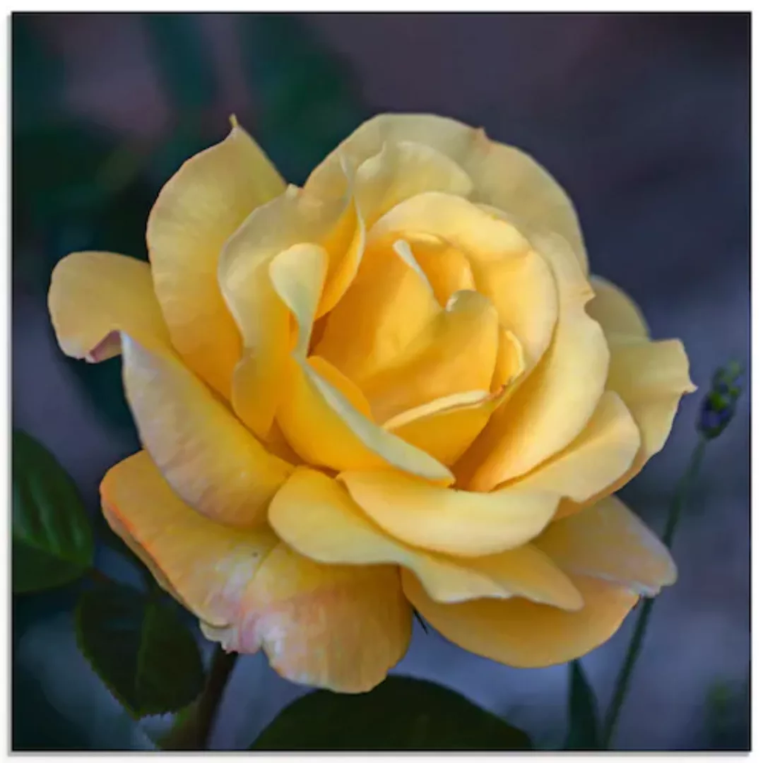 Artland Glasbild "Gelbe Rose", Blumen, (1 St.) günstig online kaufen