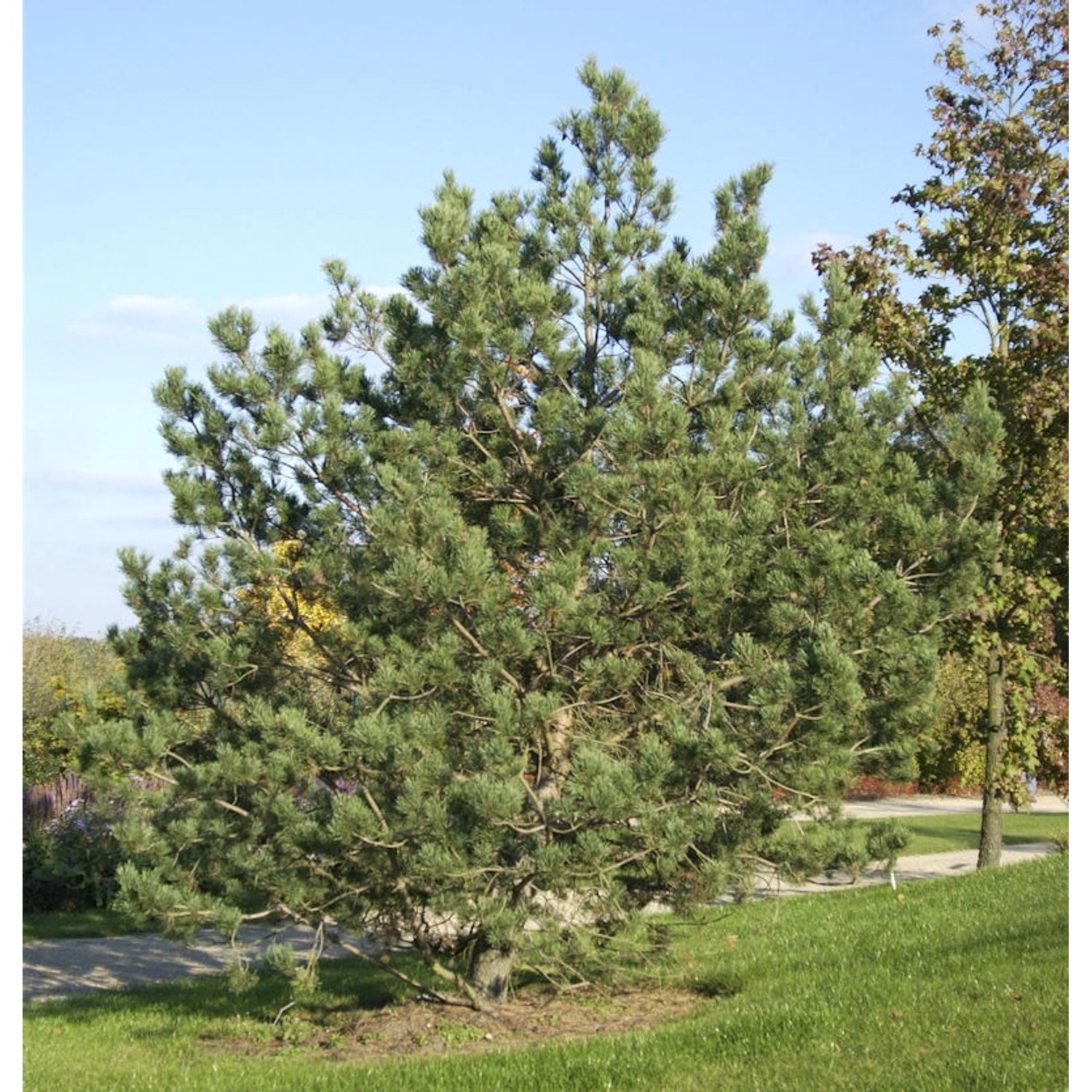 Waldkiefer 60-80cm - Pinus sylvestris günstig online kaufen