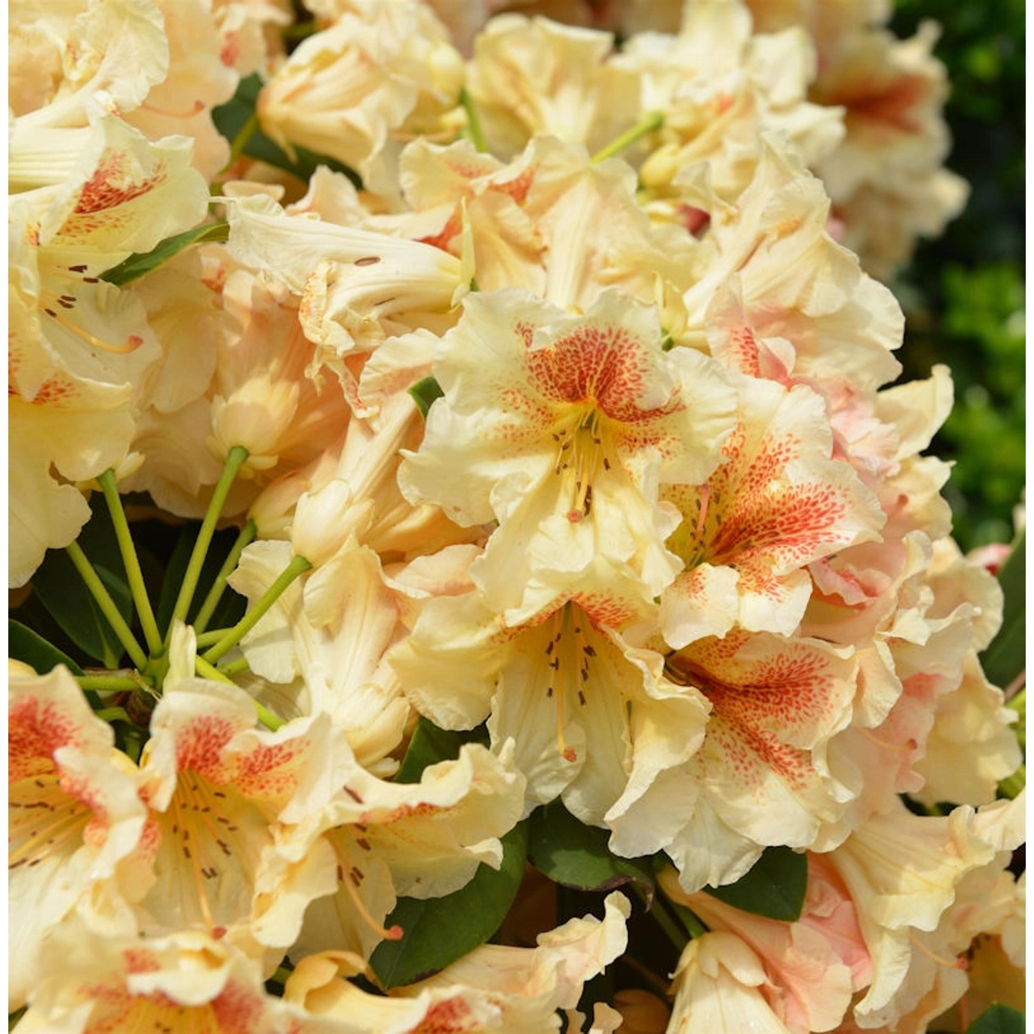 INKARHO - Großblumige Rhododendron Peggy 25-30cm - Alpenrose günstig online kaufen