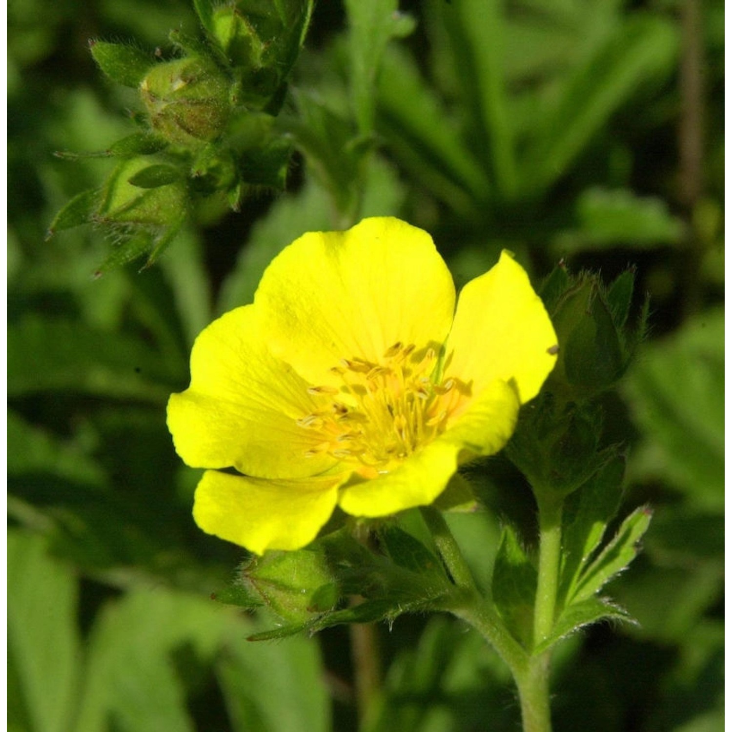 Gold Fingerkraut - Potentilla aurea günstig online kaufen