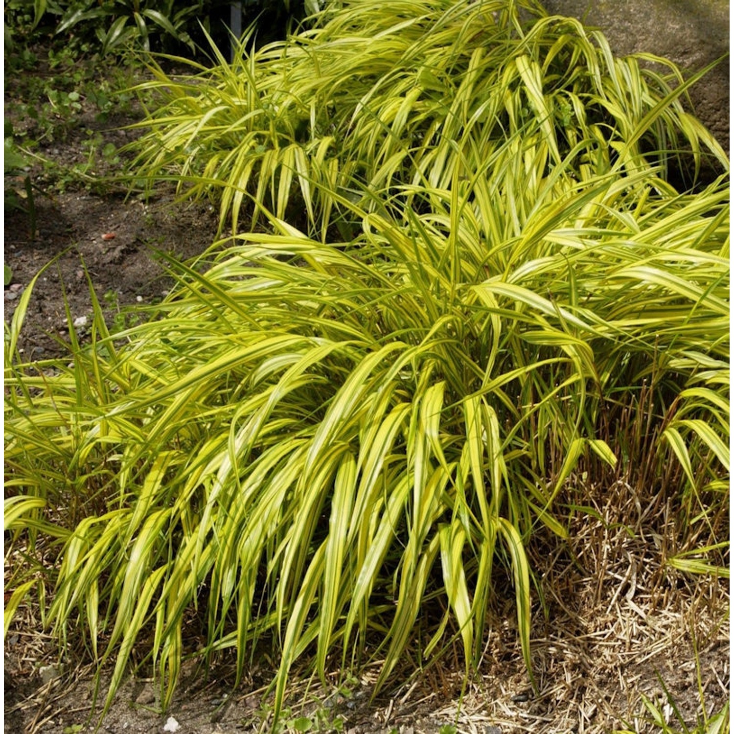 Japanisches Berggras Strip it Rich - Hakonechloa macra günstig online kaufen