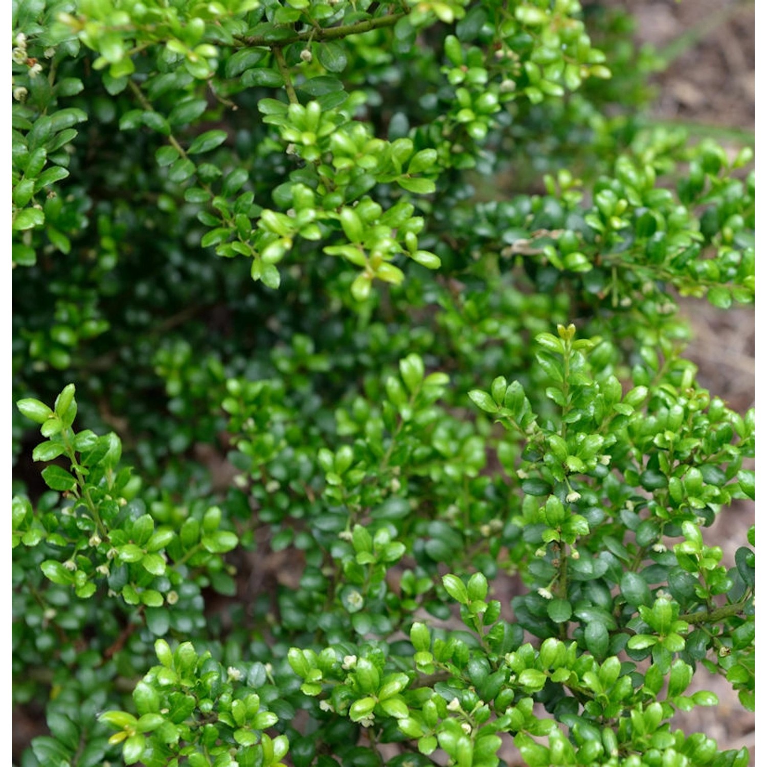 Japanische Stechpalme Ilex Green Hedge 20-25cm - ilex crenata günstig online kaufen