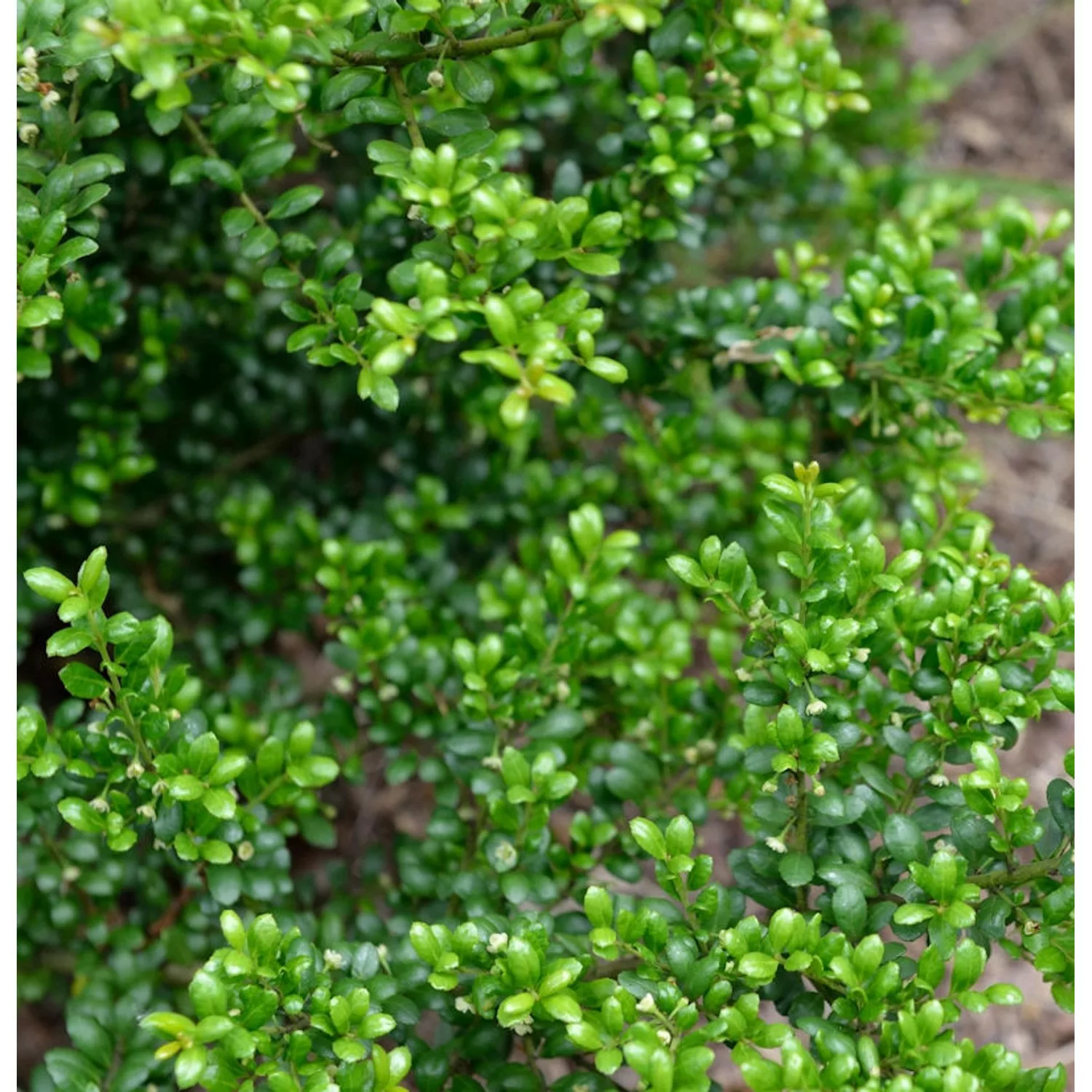 Japanische Stechpalme Ilex Green Hedge 60-80cm - ilex crenata günstig online kaufen