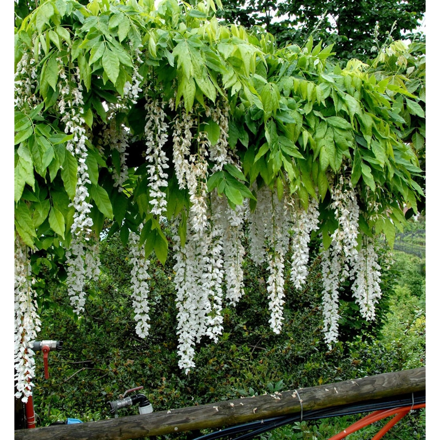 Weißer Blauregen Longissima 60-80cm - Wisteria floribunda günstig online kaufen