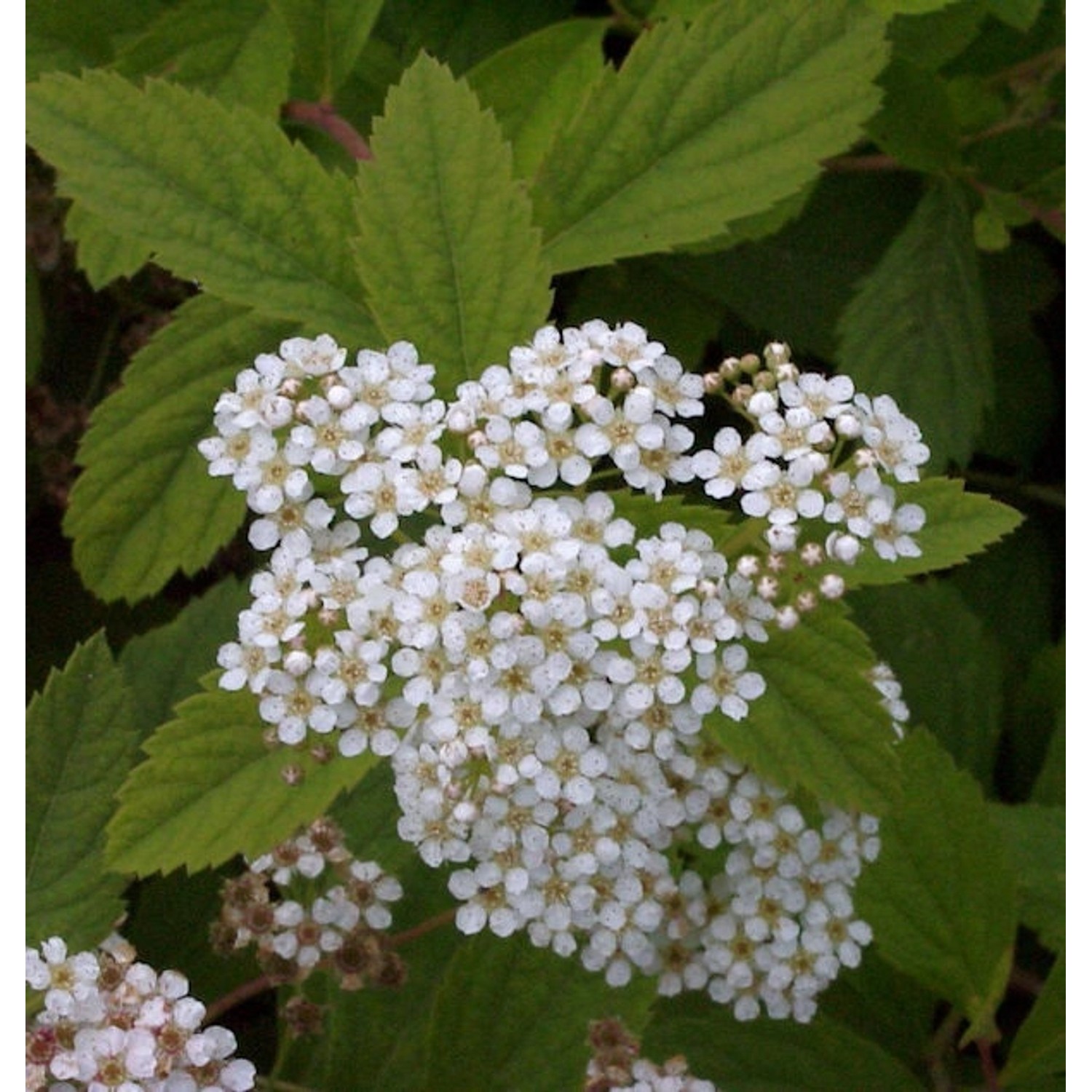 Zwergspiere Shirobana 20-30cm - Spiraea japonica günstig online kaufen