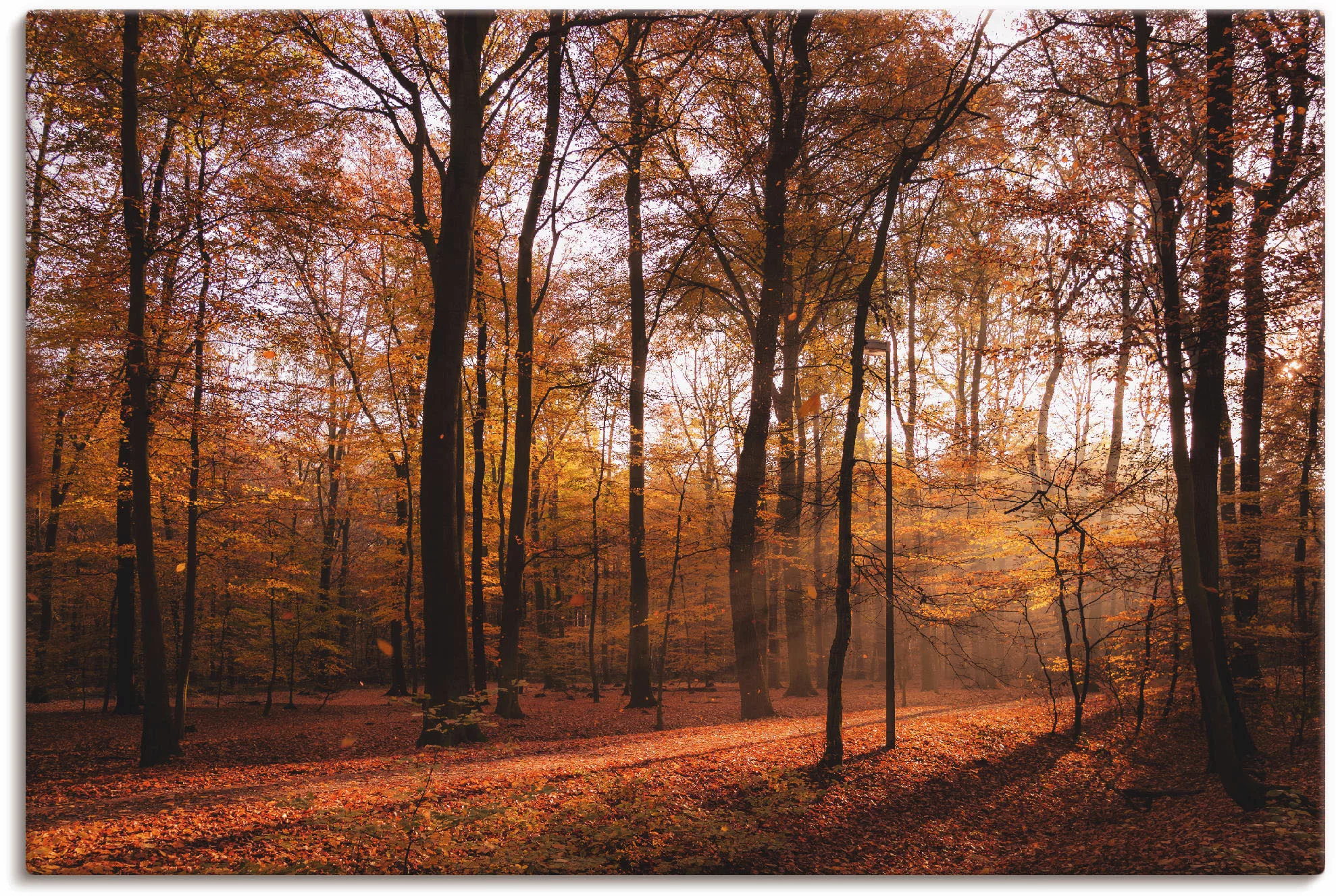 Artland Wandbild »Sonnenaufgang im Herbst II«, Wald, (1 St.), als Alubild, günstig online kaufen