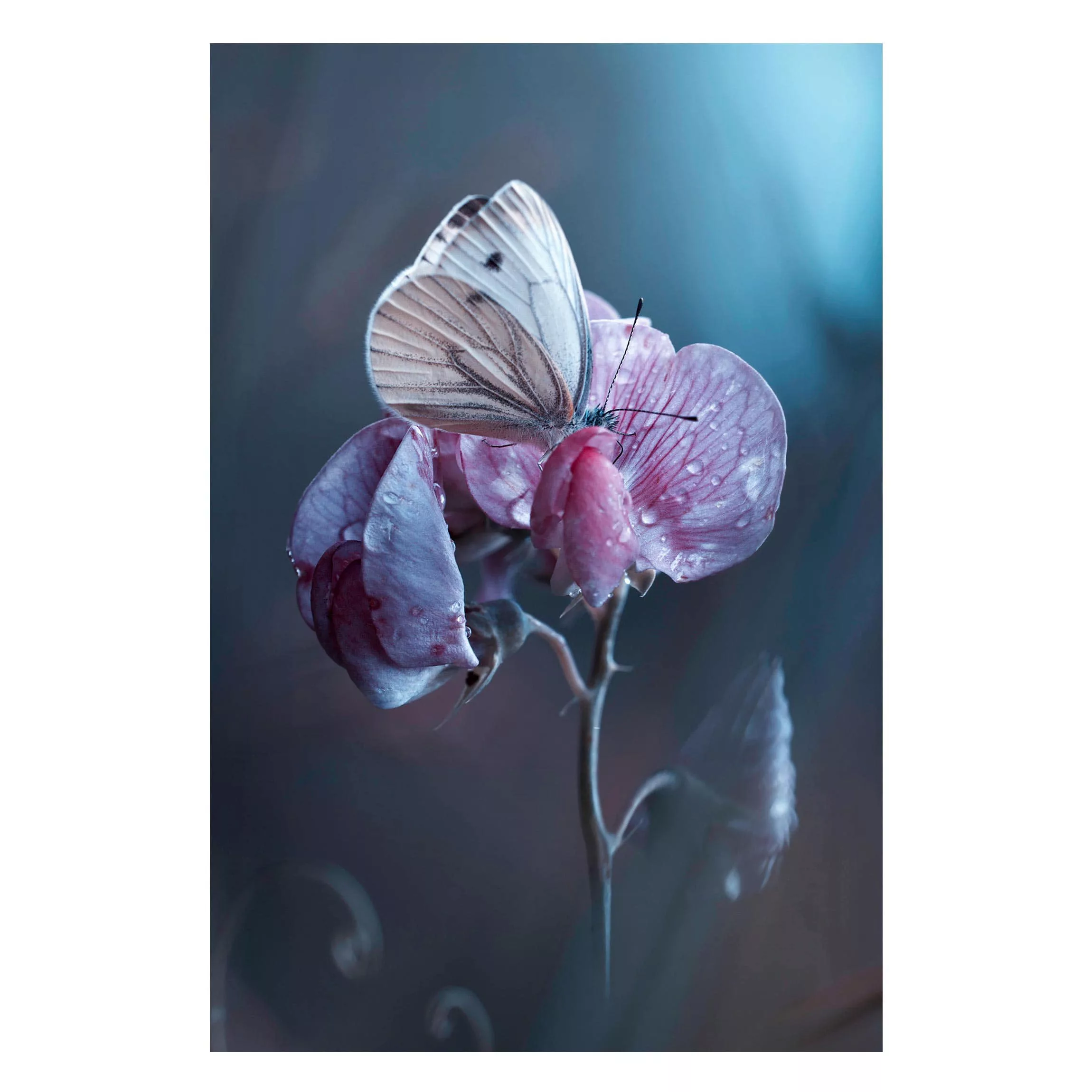 Magnettafel Blumen - Hochformat 2:3 Schmetterling im Regen günstig online kaufen
