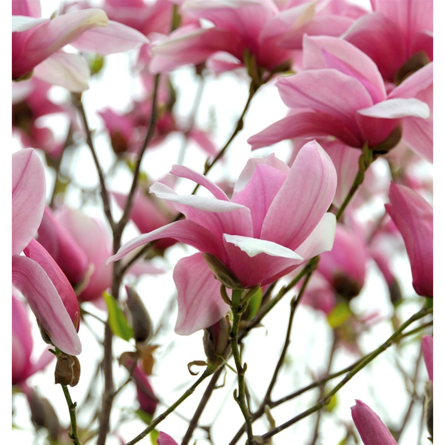 Chinesische Yulan Magnolie Festirose 100-125cm - Magnolia denudata günstig online kaufen