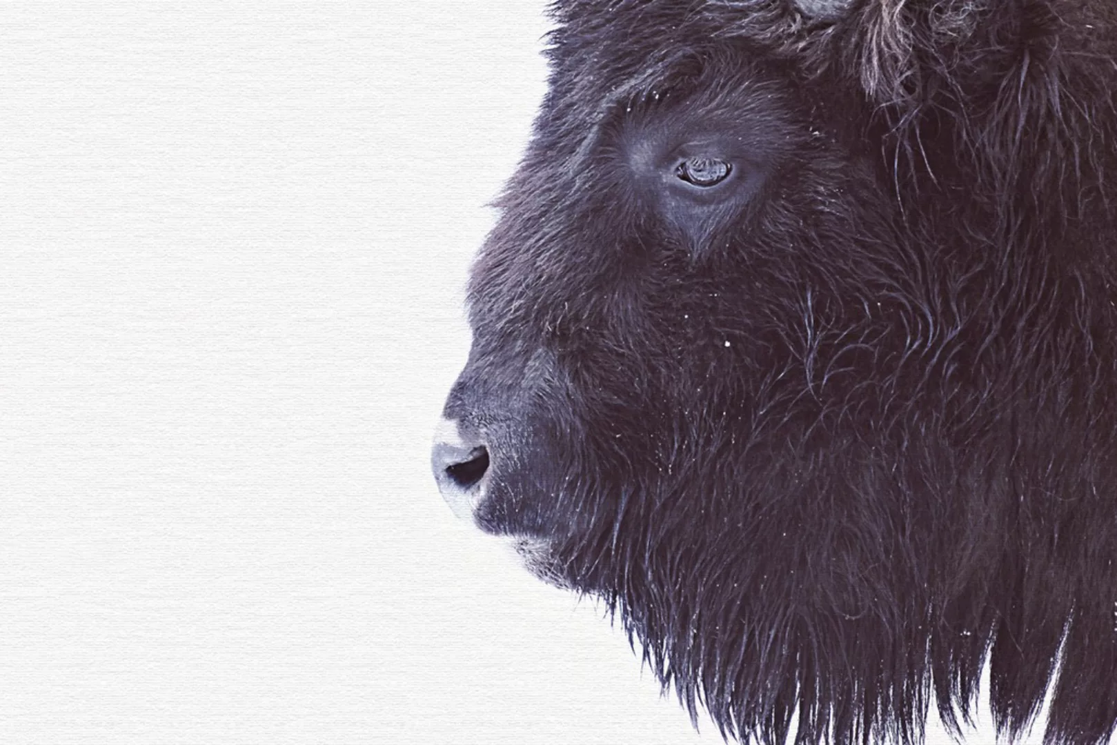 A.S. Création Leinwandbild "Black Buffalo - Wandbild Schwarz Weiß Keilrahme günstig online kaufen