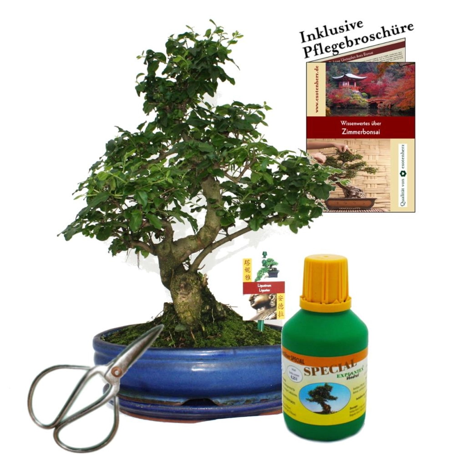 Exotenherz Bonsai Chin. Liguster Ligustrum ca. 10 Jahre 25cm Schale Geschen günstig online kaufen