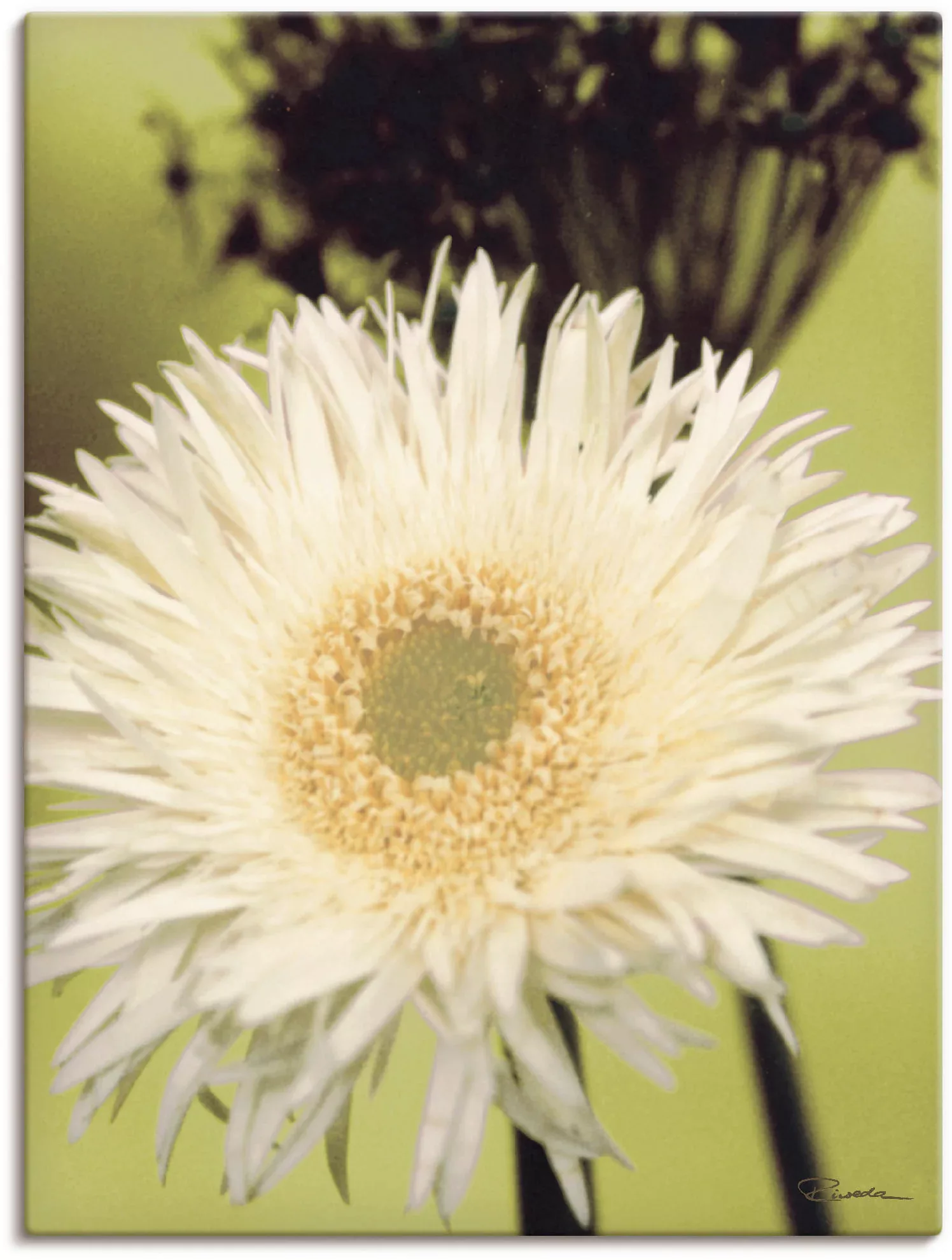 Artland Leinwandbild »Eine vor grün - Gerbera«, Blumenbilder, (1 St.), auf günstig online kaufen
