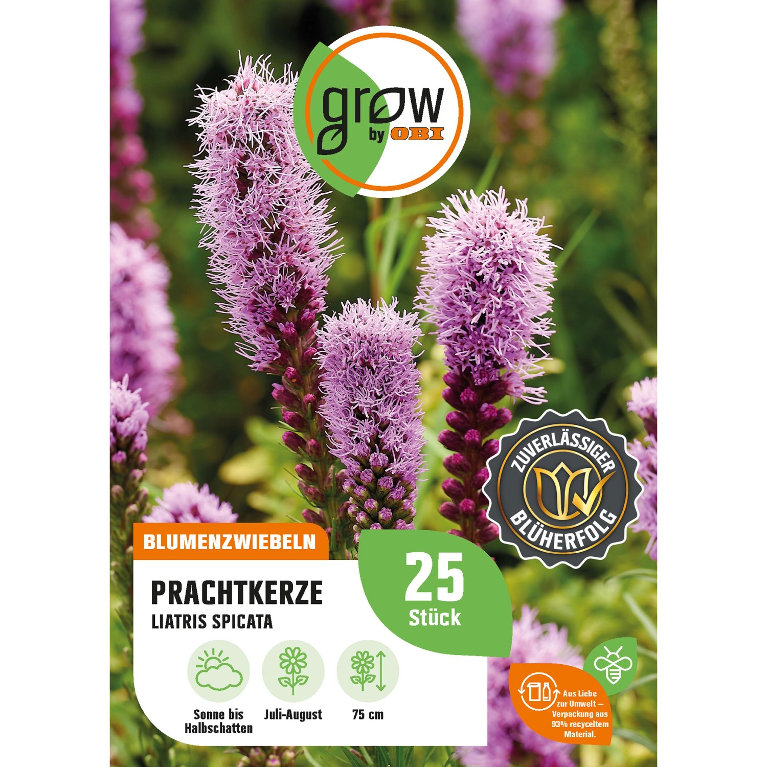 GROW by OBI Prachtkerze Liatris spicata Höhe ca. 75 cm Liatris spicata günstig online kaufen