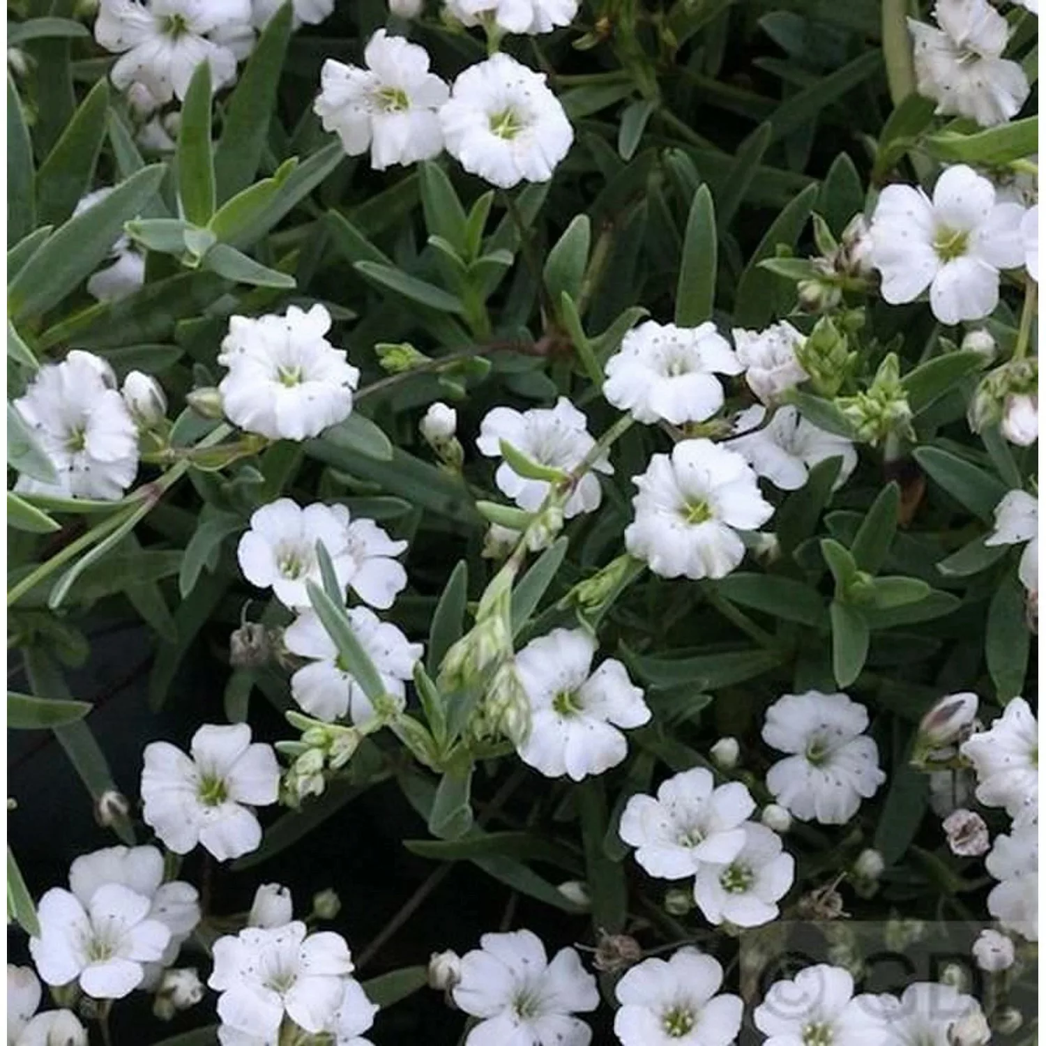 Teppich Schleierkraut Filou White - Gypsophila repens günstig online kaufen