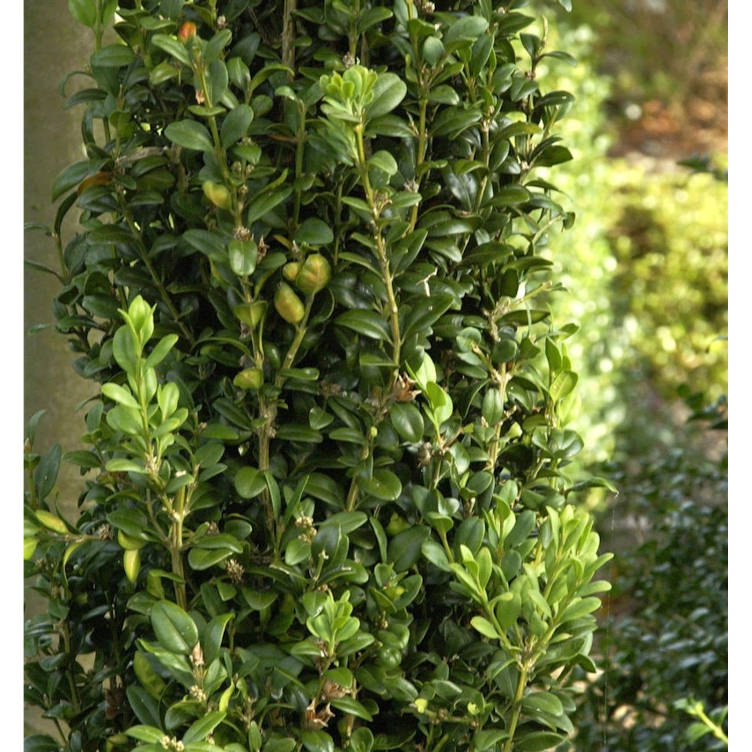 Heimischer Buchsbaum Graham Blandy 60-80cm - Buxus sempervirens günstig online kaufen