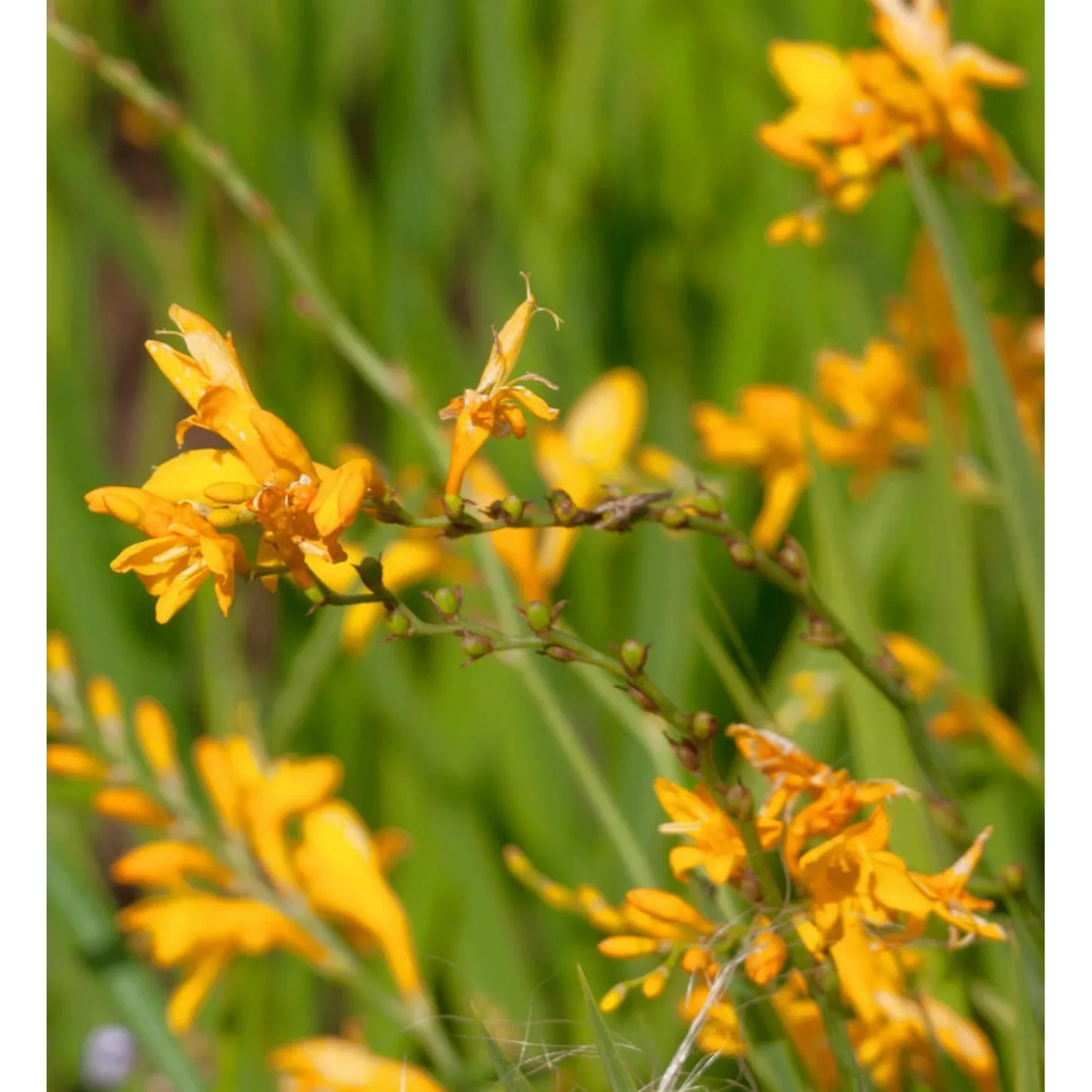 Garten Monbretie Buttercup - Crocosmia crocosmiiflora günstig online kaufen