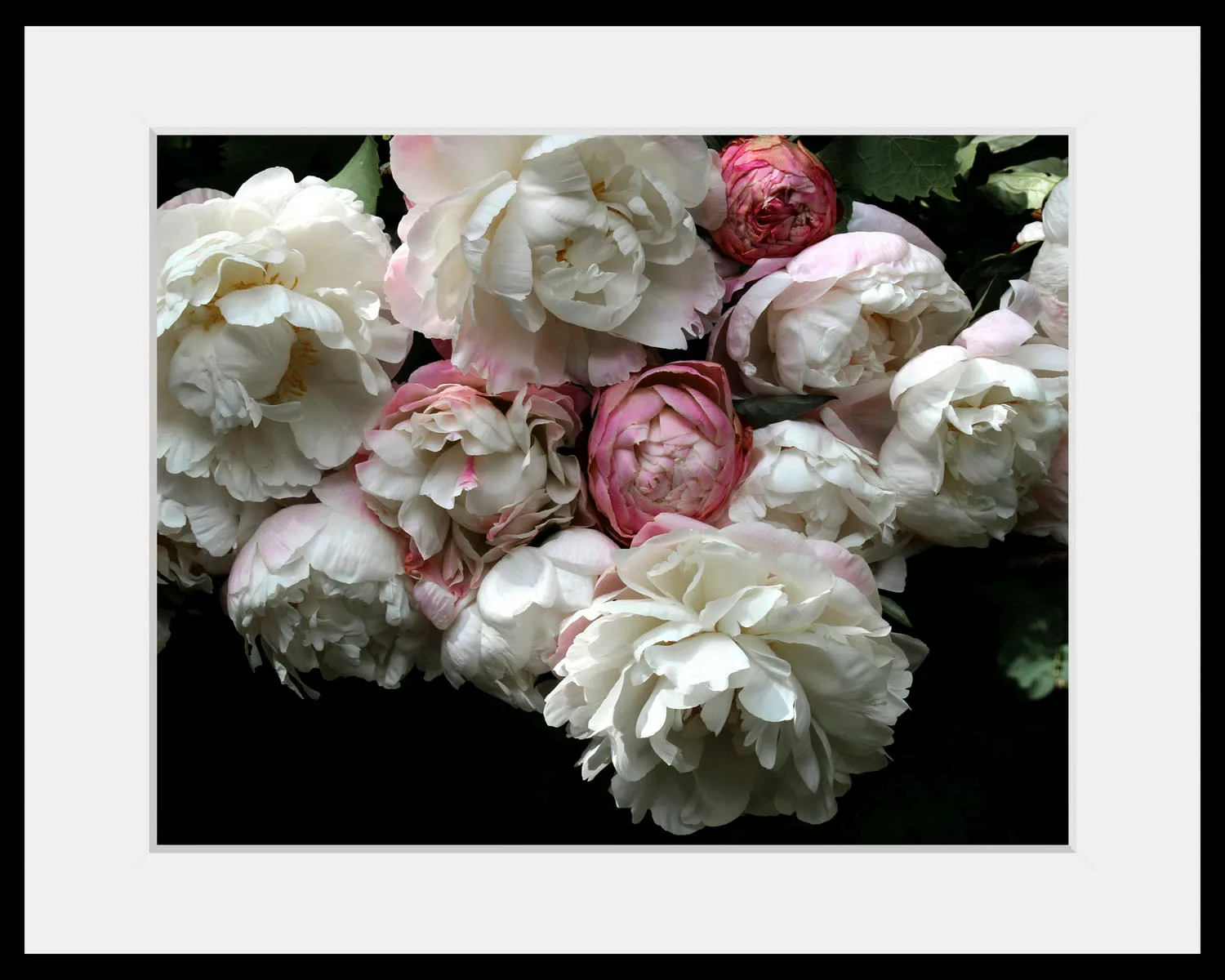 queence Bild "Alexa", Blumen, (1 St.) günstig online kaufen
