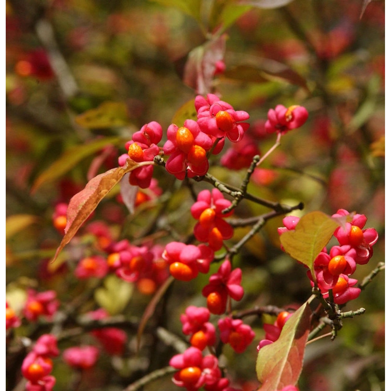 Pfaffenhütchen 40-60cm - Euonymus europaeus günstig online kaufen