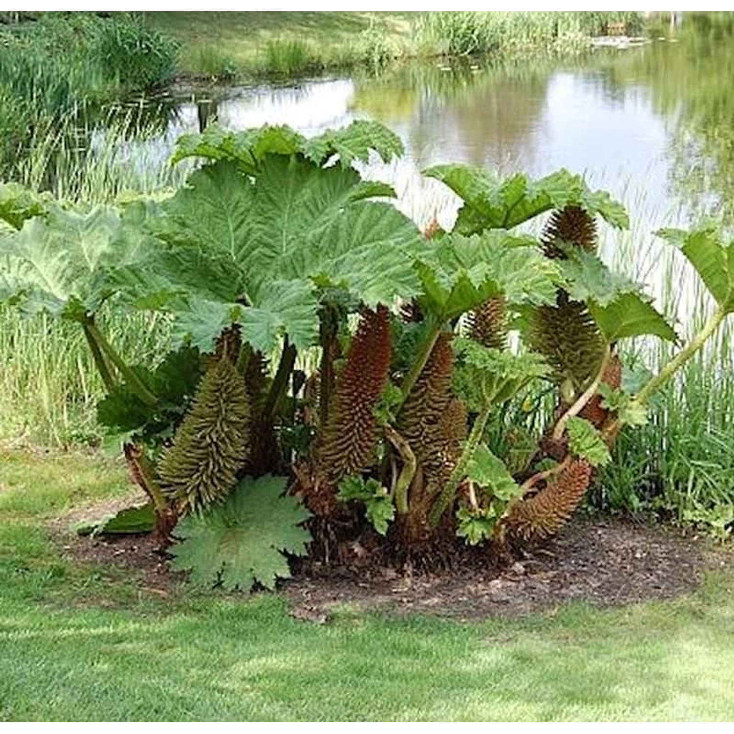 Riesen Mammutblatt - Gunnera manicata günstig online kaufen