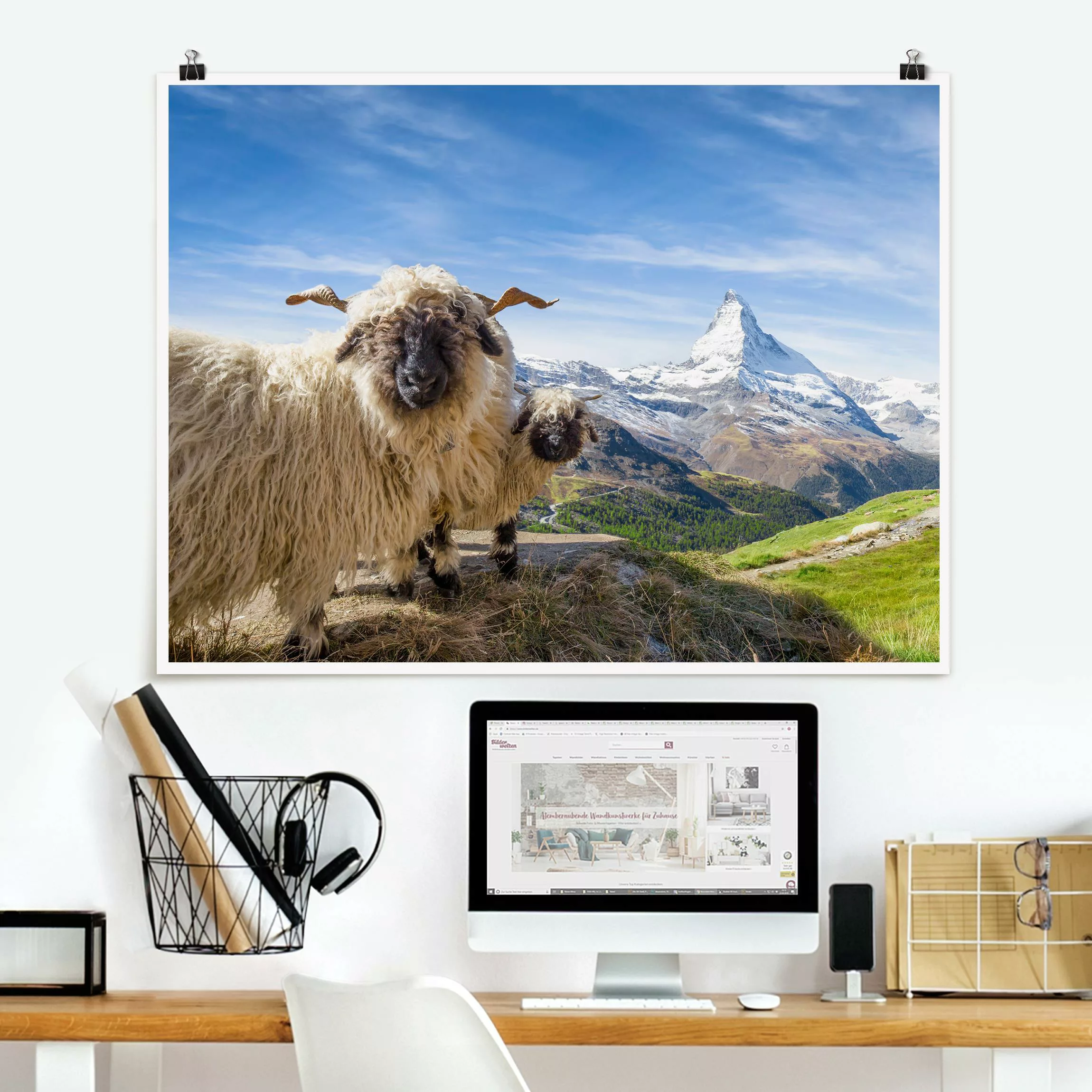 Poster Schwarznasenschafe von Zermatt günstig online kaufen