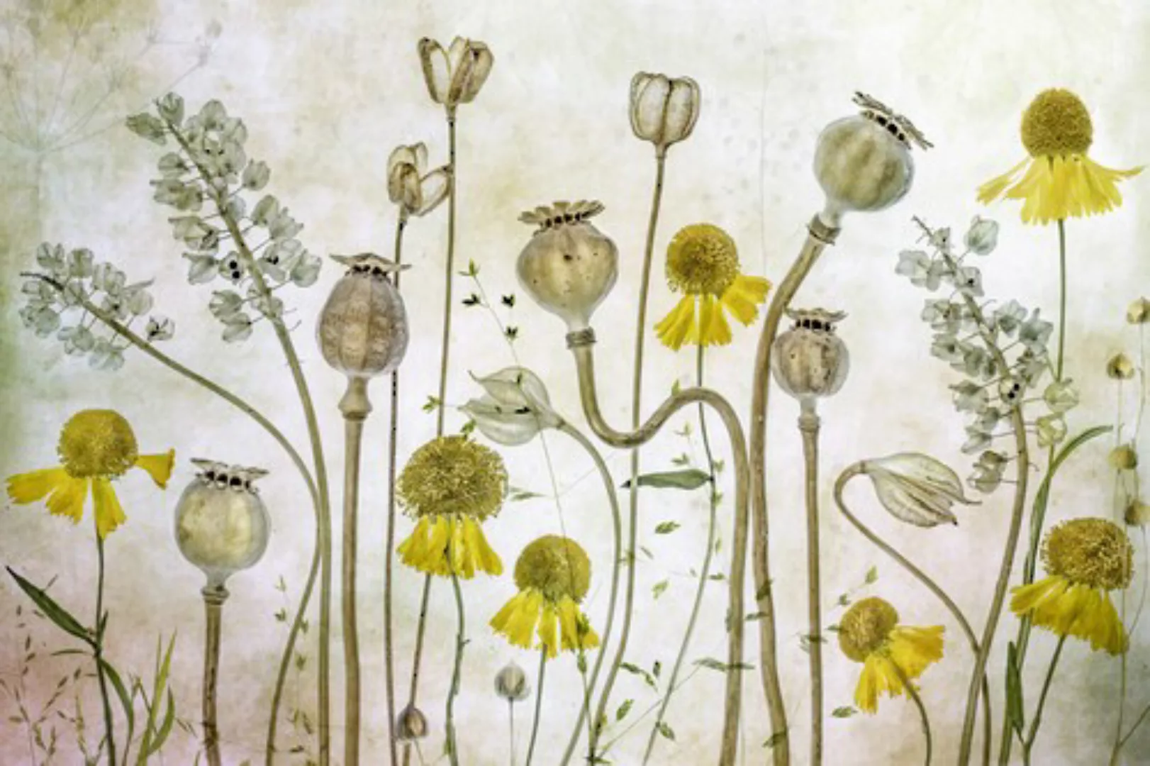 Papermoon Fototapete »Photo-Art MANDY DISHER, MOHNBLUMEN UND HELENIUM« günstig online kaufen