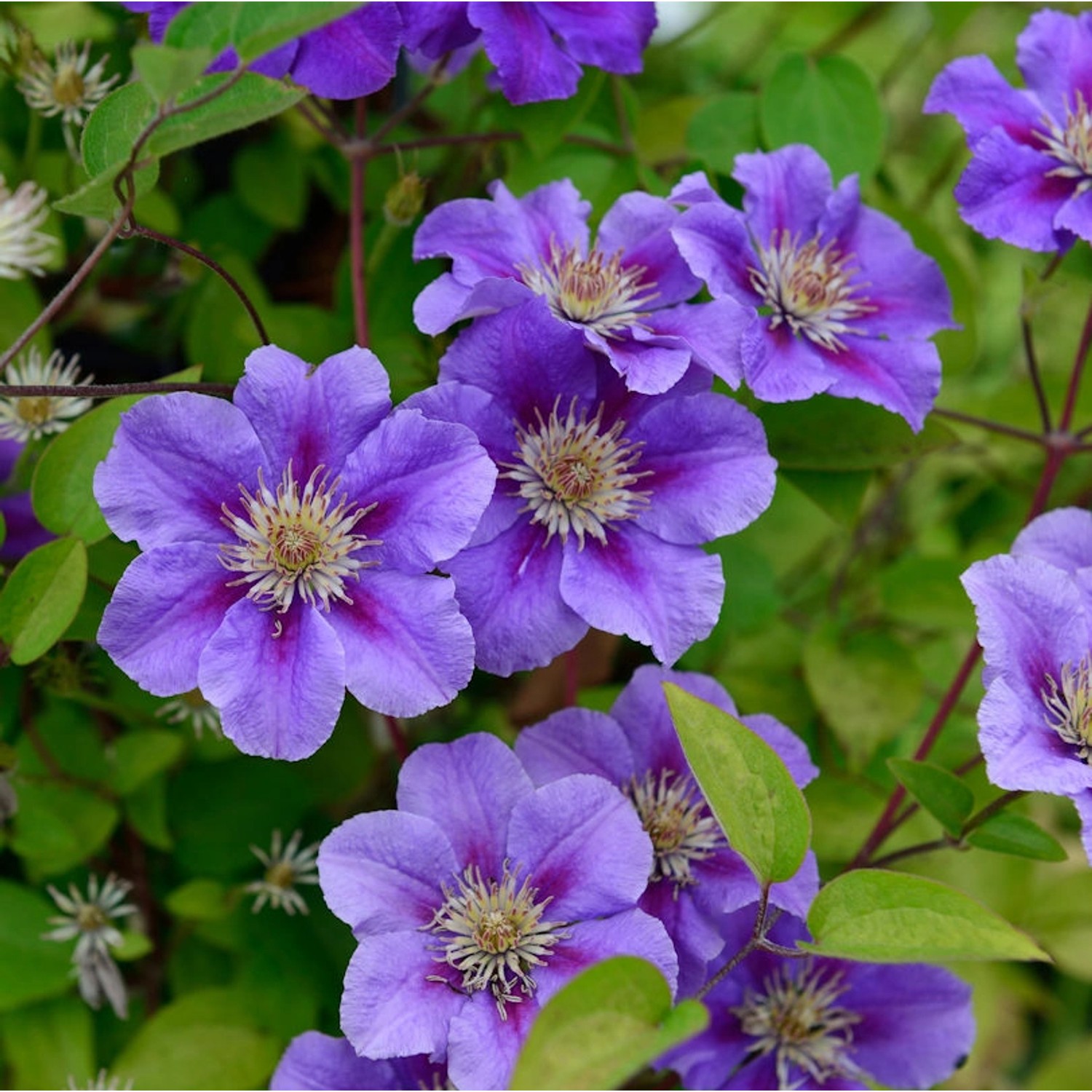 Waldrebe Rhapsody 60-80cm - Clematis günstig online kaufen