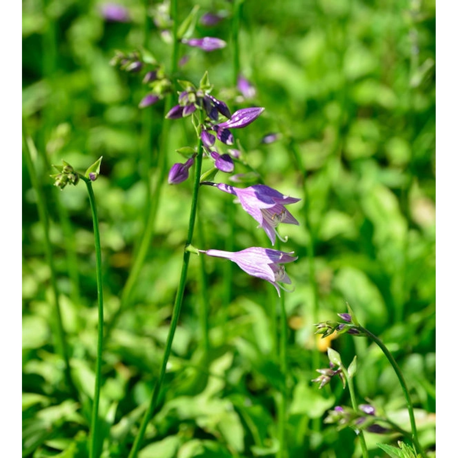 Mini Funkie - Hosta minima günstig online kaufen