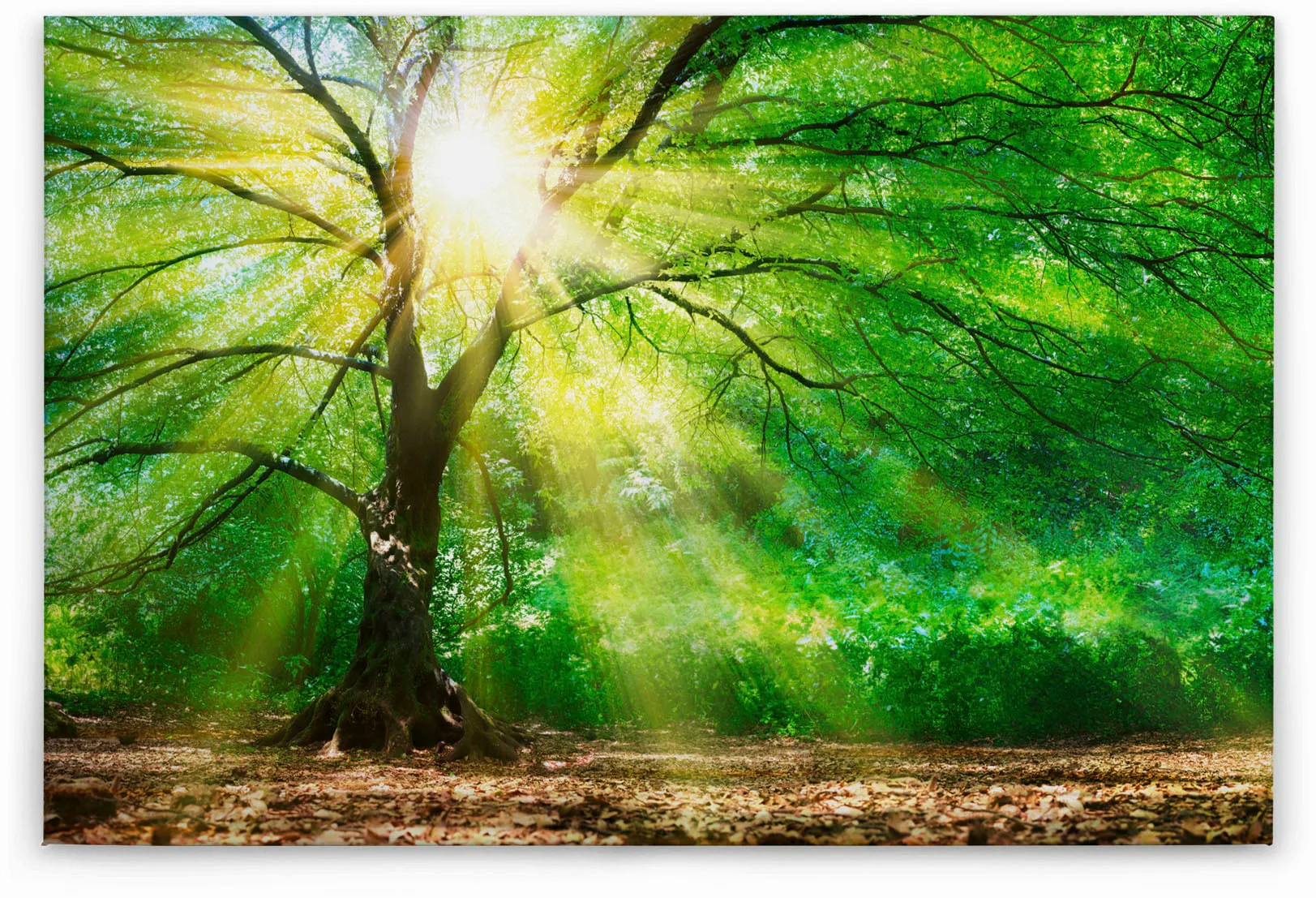 A.S. Création Leinwandbild "Forest Light", Wald, (1 St.) günstig online kaufen