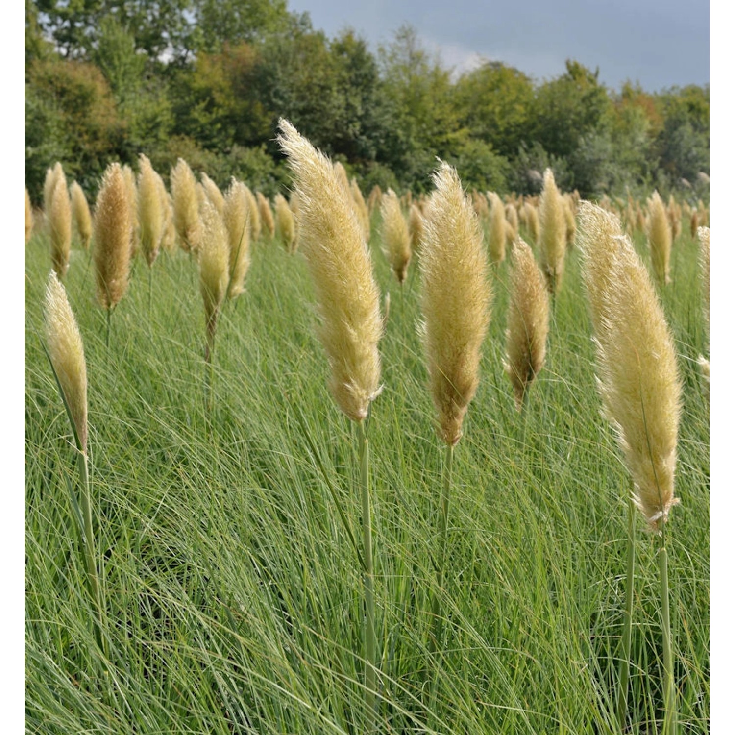 Pampasgras Pumila - Cortaderia selloana günstig online kaufen