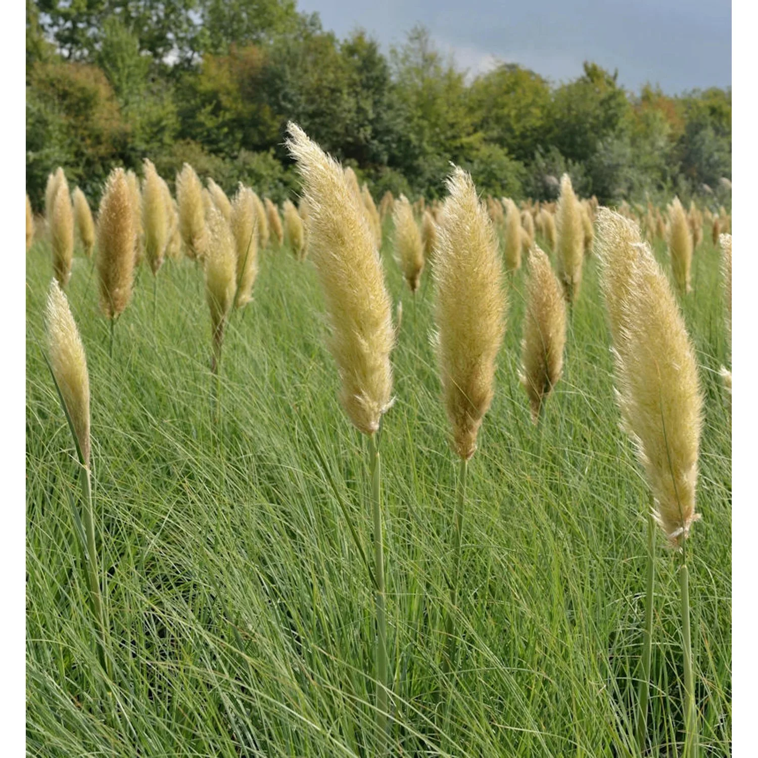 Pampasgras Pumila - Cortaderia selloana günstig online kaufen