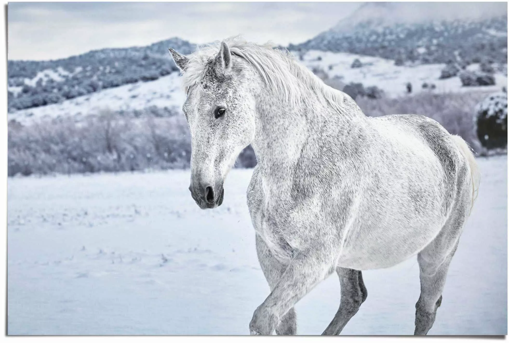 Reinders Poster "Pferd im Schnee", (1 St.) günstig online kaufen