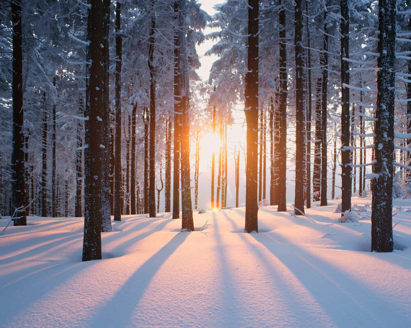 Fototapete "Winterwald" 4,00x2,50 m / Glattvlies Perlmutt günstig online kaufen