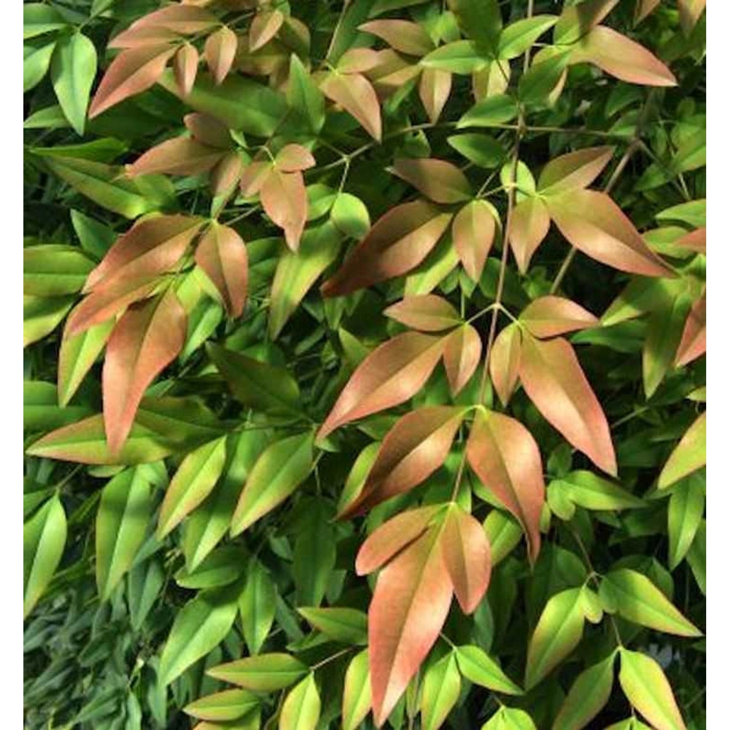 Himmelsbambus Firepower 40-60cm - Nandina domestica günstig online kaufen