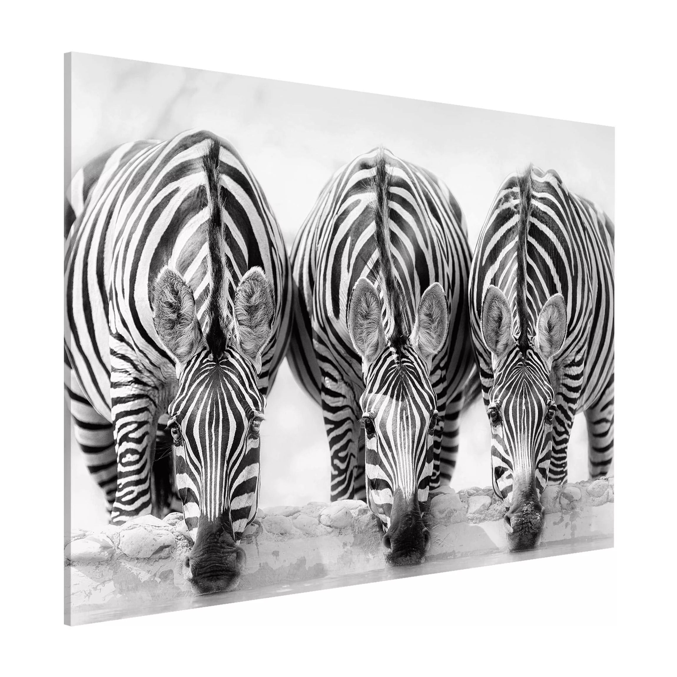 Magnettafel Tiere - Querformat 4:3 Zebra Trio schwarz-weiß günstig online kaufen