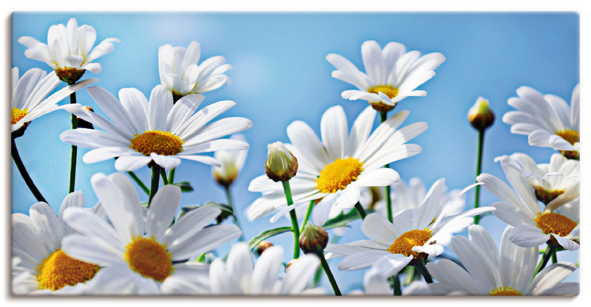 Artland Wandbild "Blumen - Margeriten", Blumen, (1 St.), als Alubild, Outdo günstig online kaufen