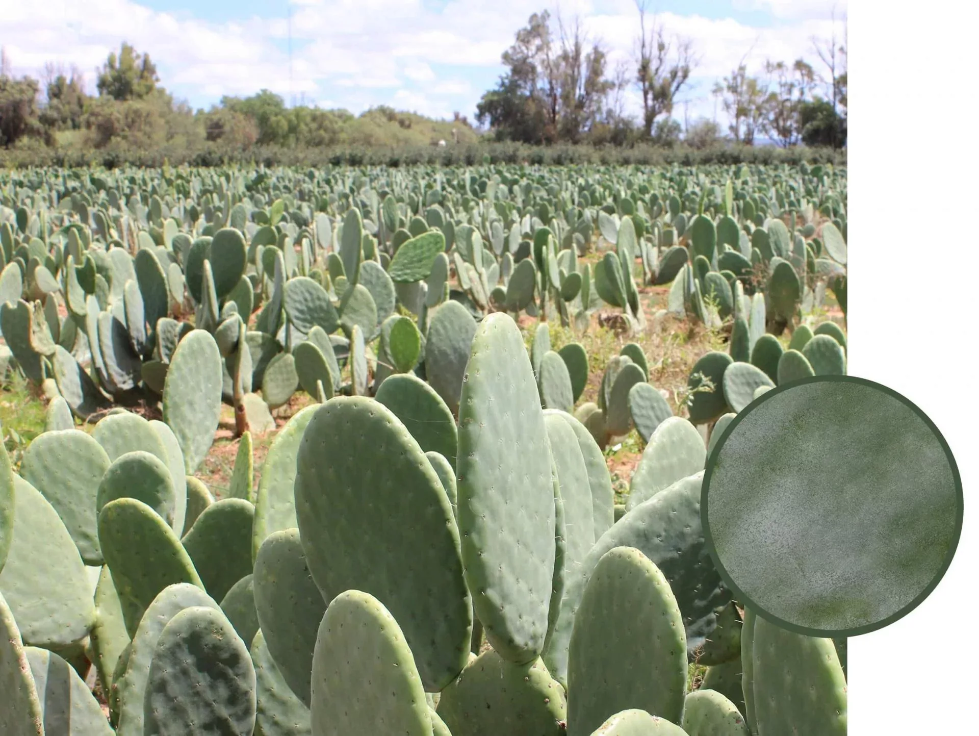 Orbitkey 2.0 Schlüsselanhänger Kaktus Leder Vegan schwarz günstig online kaufen