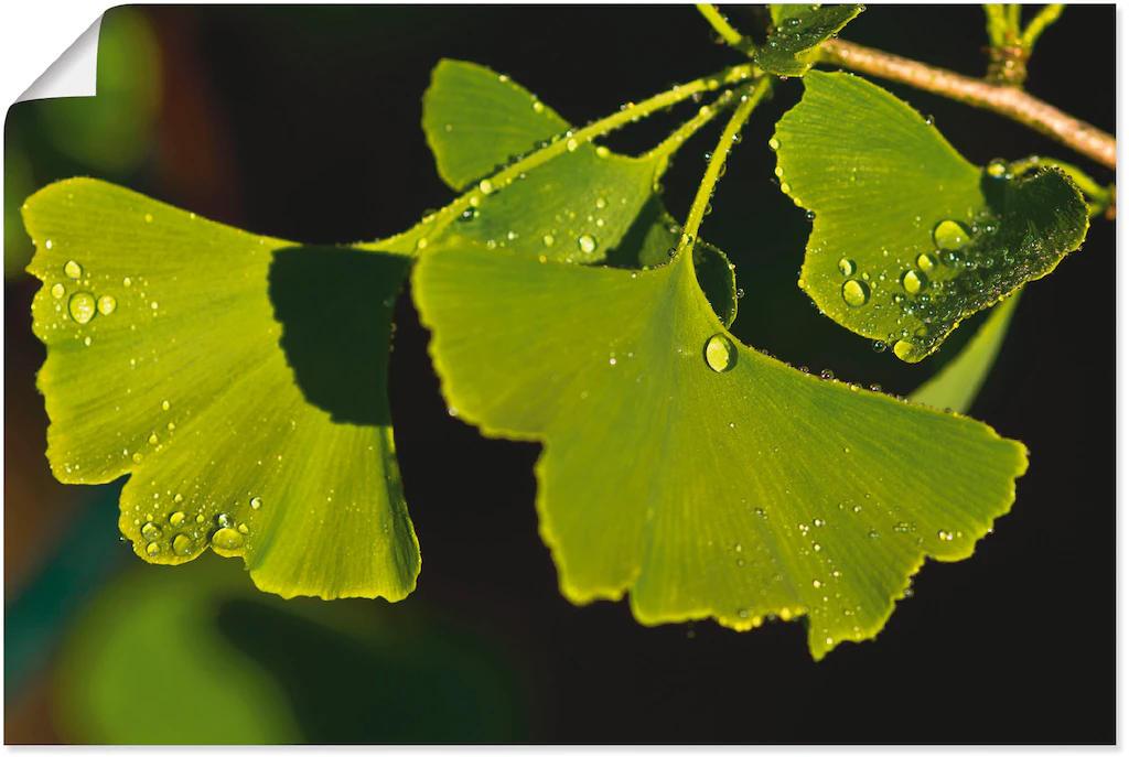 Artland Wandbild »Ginkgo Blätter«, Blätter, (1 St.), als Alubild, Outdoorbi günstig online kaufen
