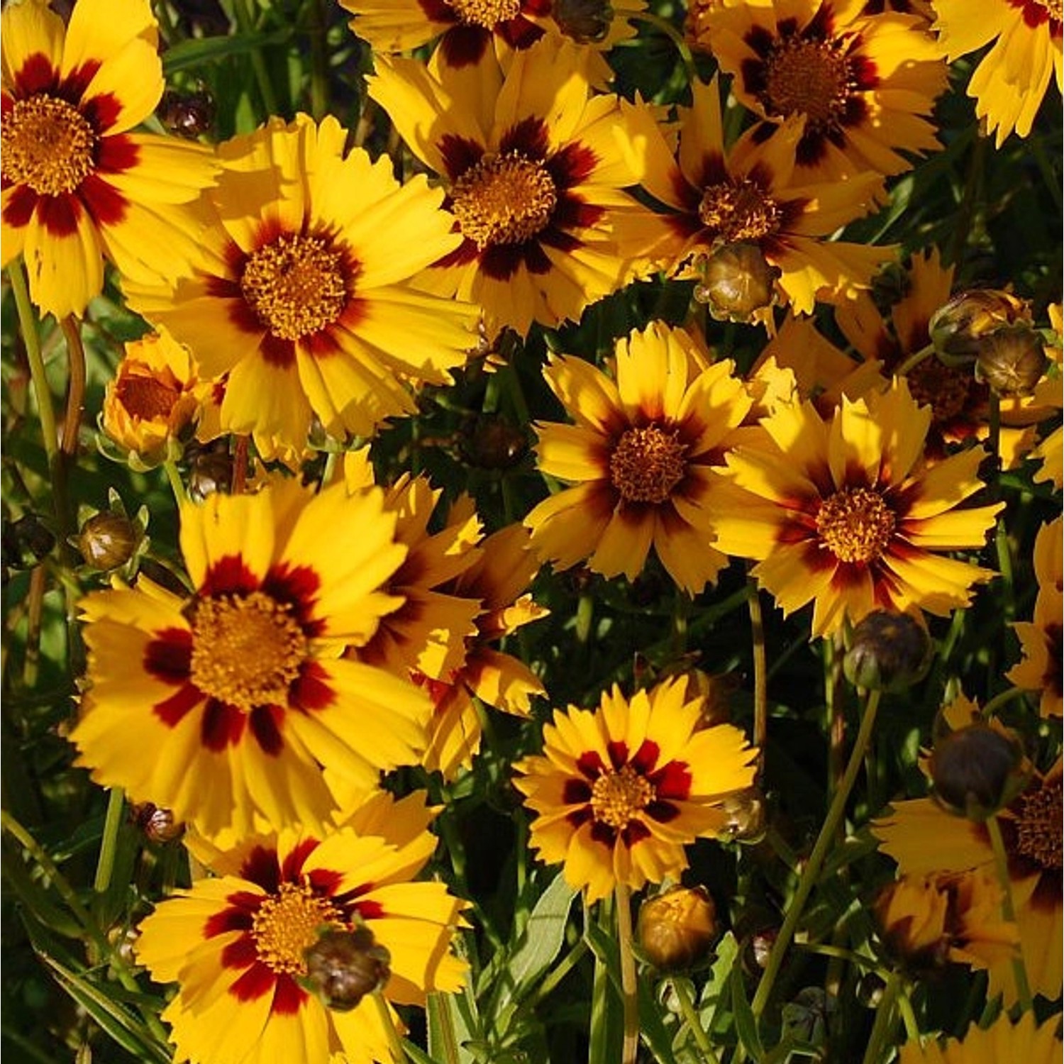 Mädchenauge Sonnenkind - Coreopsis grandiflora günstig online kaufen