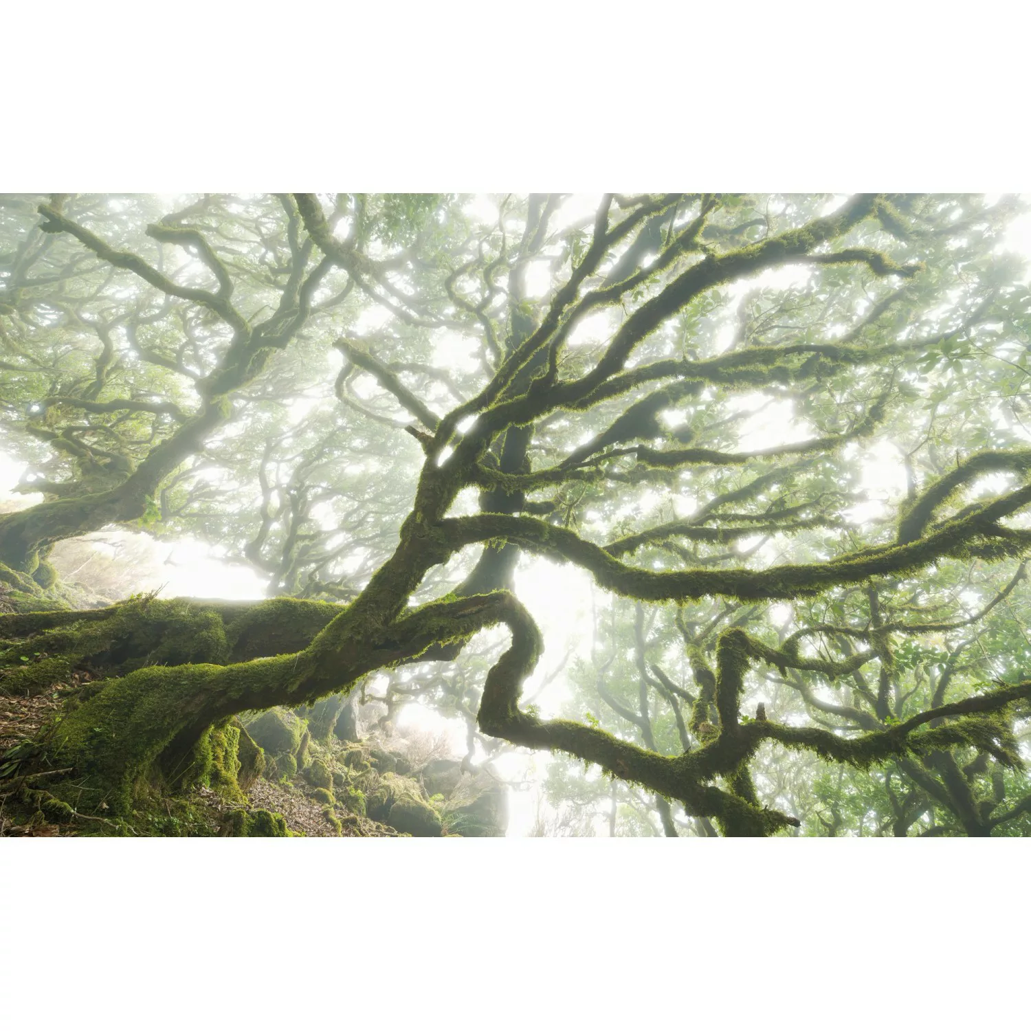 Komar Vliestapete »The Forgotten Forest«, 400x250 cm (Breite x Höhe), Vlies günstig online kaufen
