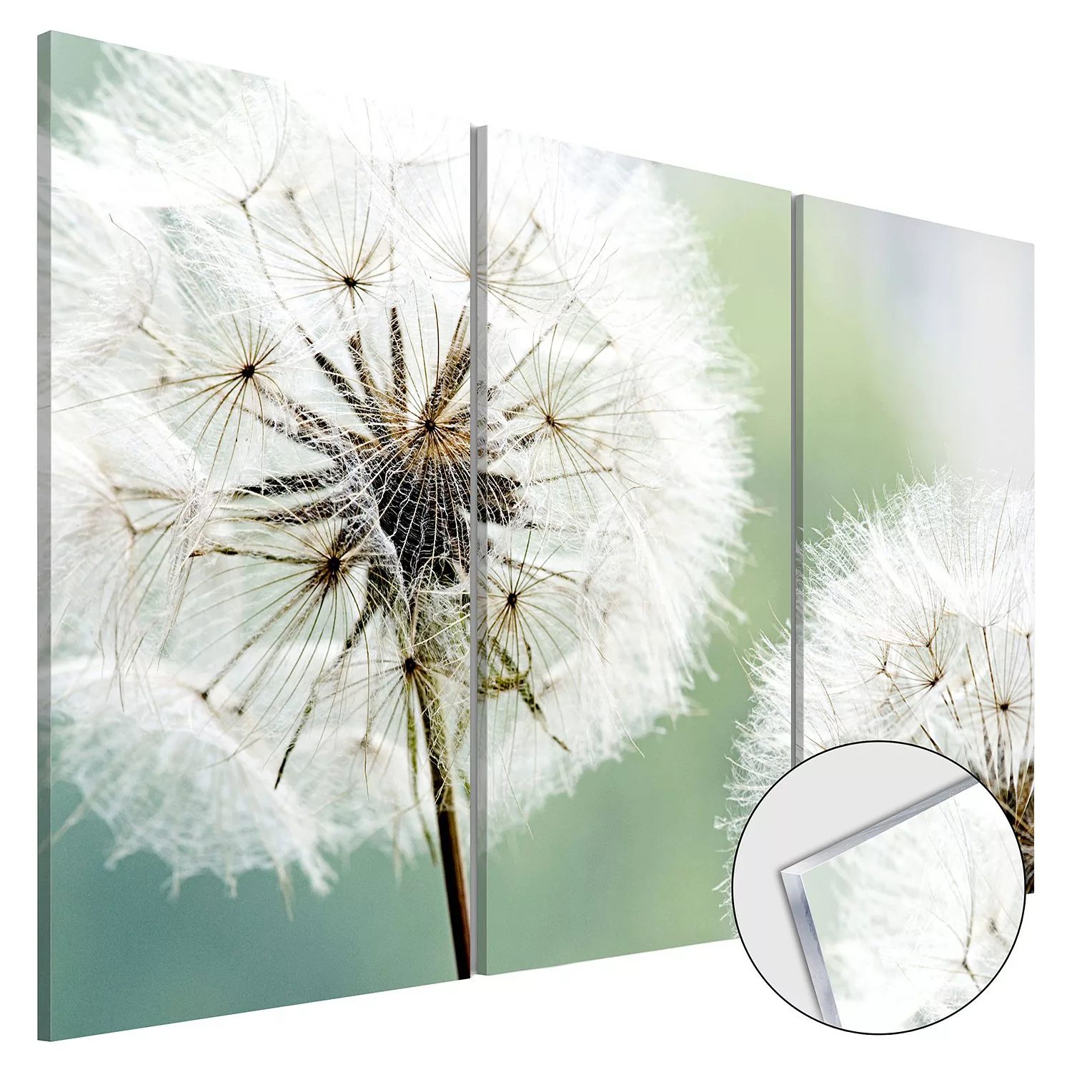 home24 Acrylglasbild Fluffy Dandelions günstig online kaufen