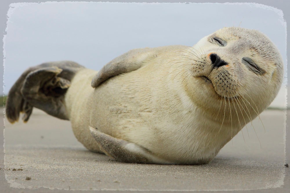 queence Metallbild "Robbe", Tiere-Strand, (1 St.), Stahlschild, Blechschild günstig online kaufen