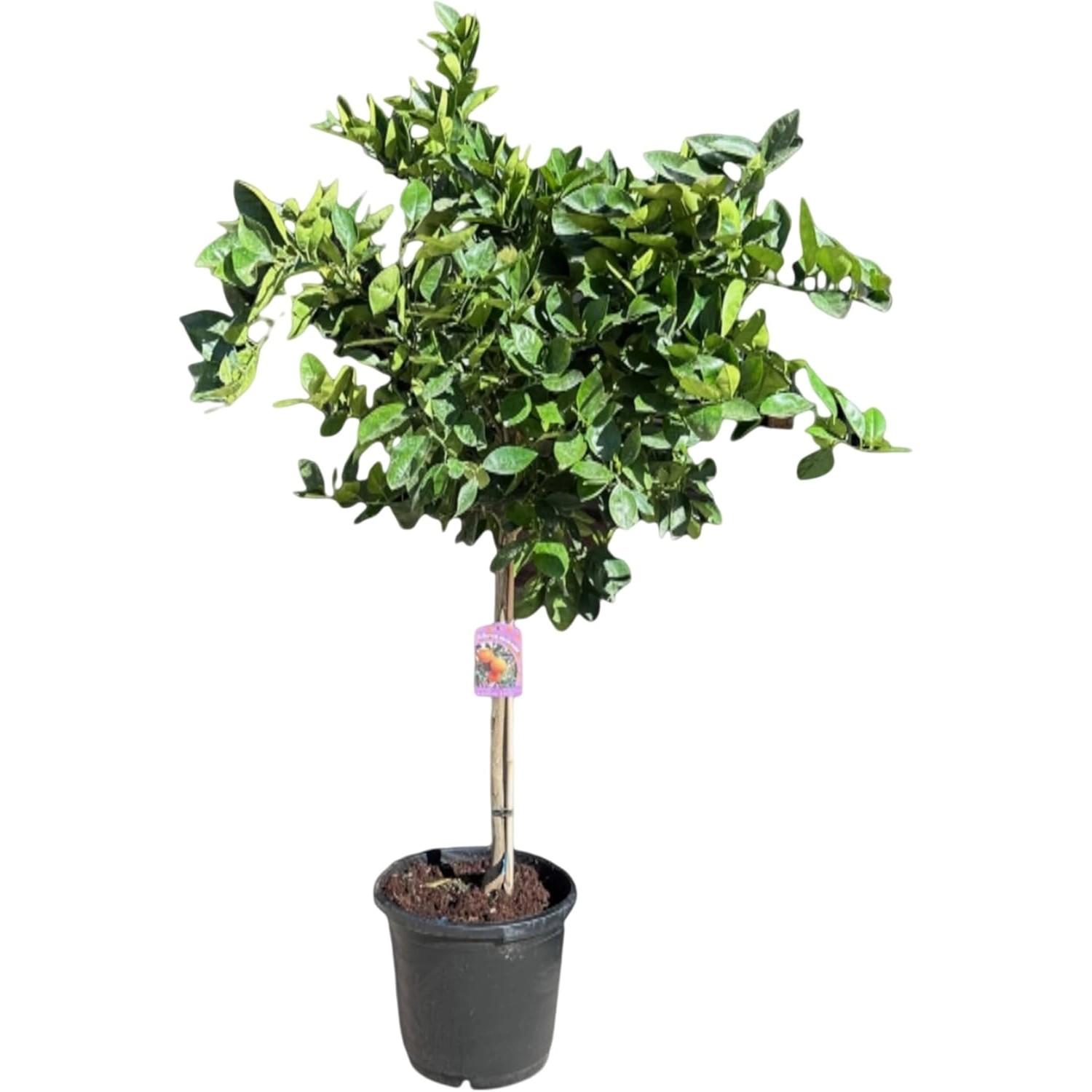 Sunny-Tree Orangenbaum Große 160 Zentimeter Citrus Sinensis Obstbaum Frucht günstig online kaufen