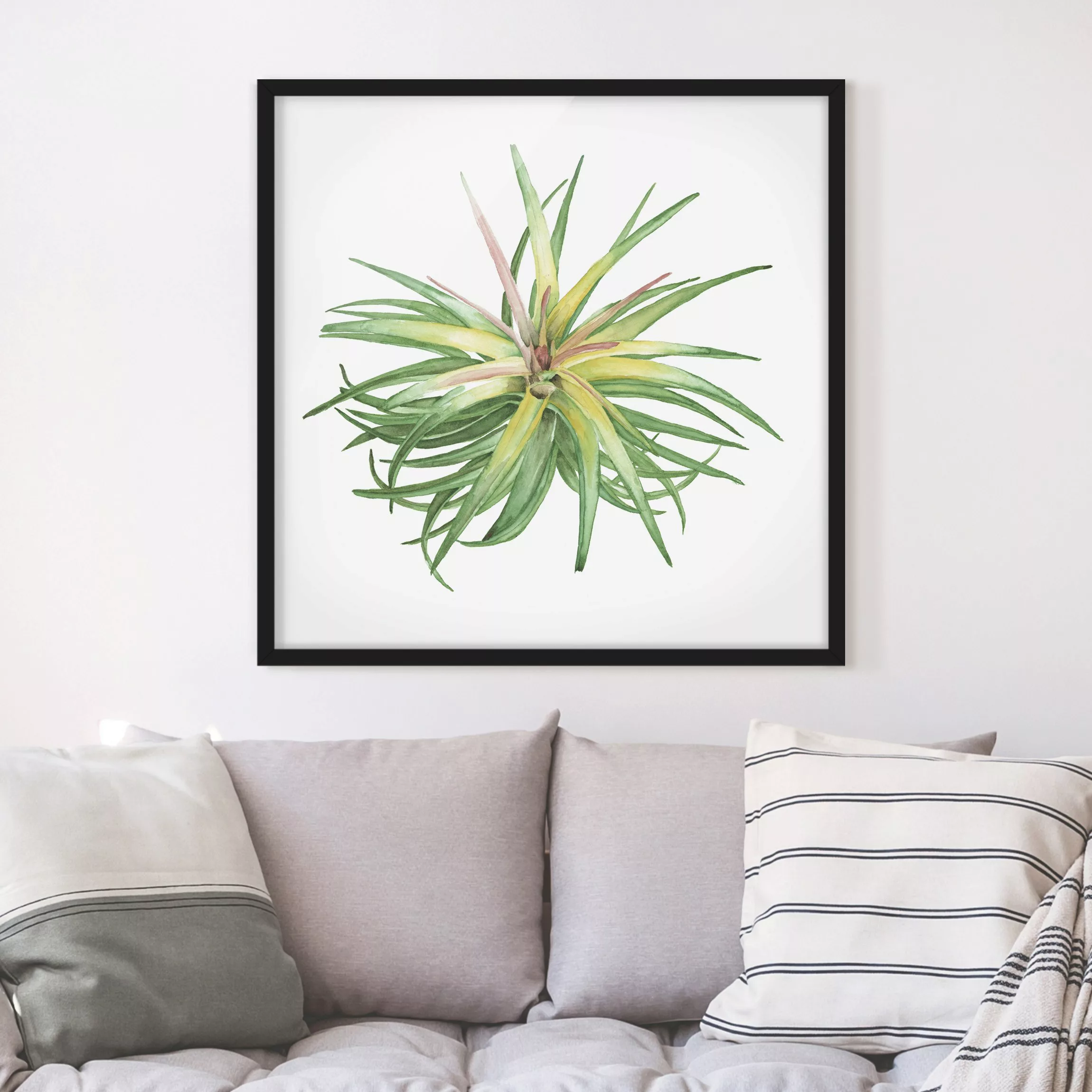 Bild mit Rahmen Blumen - Quadrat Luftpflanze Aquarell III günstig online kaufen