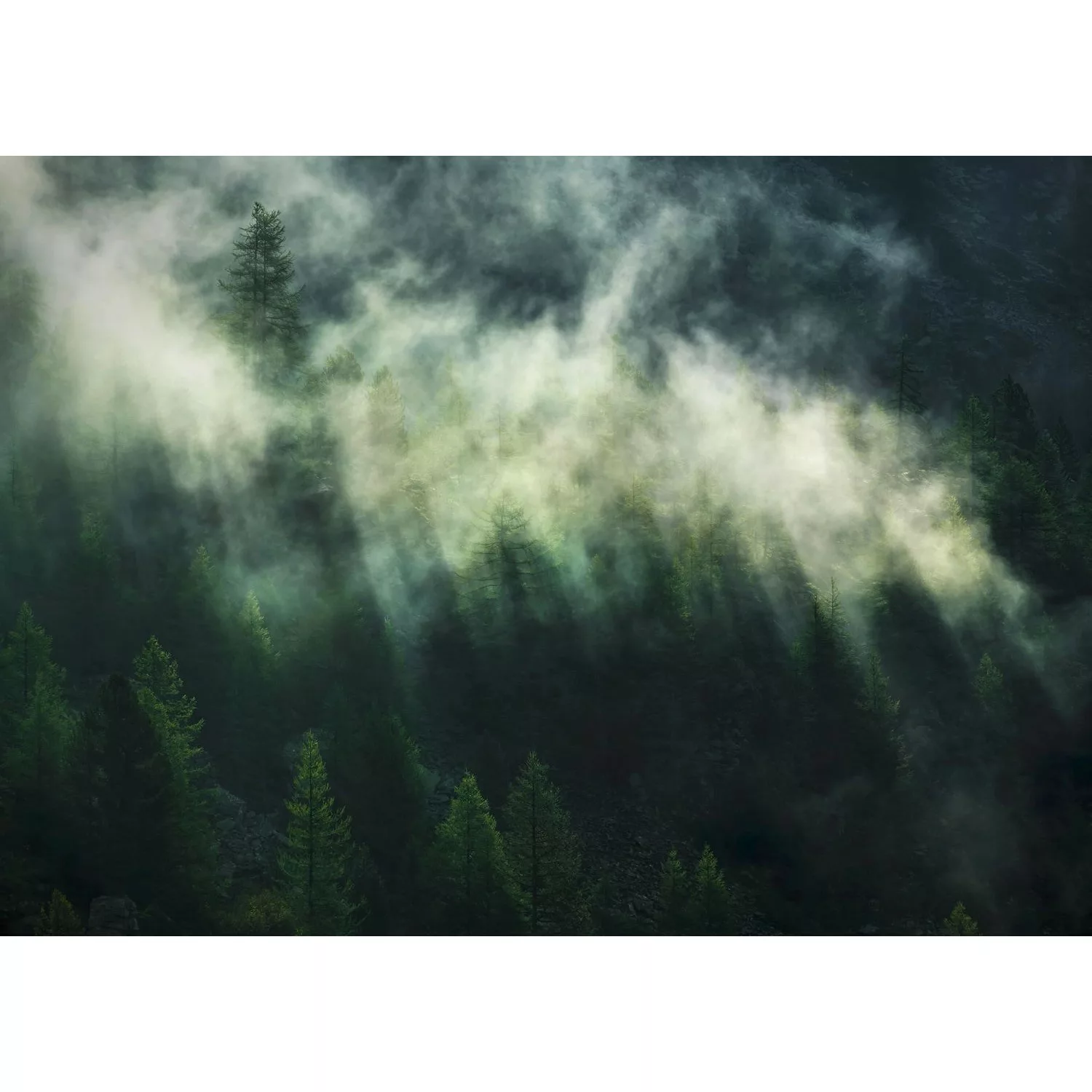 Komar Fototapete Misty Crowns Dunkelgrün 350 x 250 cm 611632 günstig online kaufen