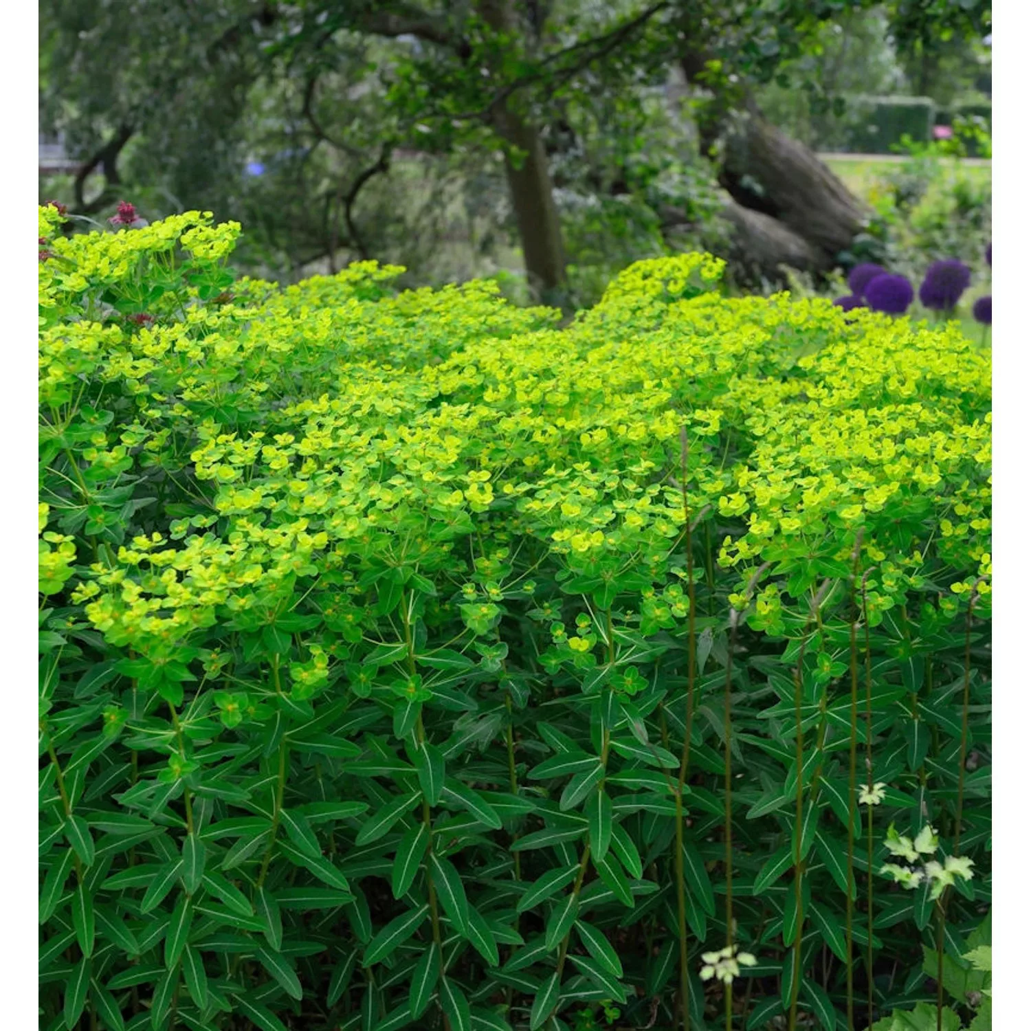 Hohe Wolfsmilch - Euphorbia cornigera günstig online kaufen